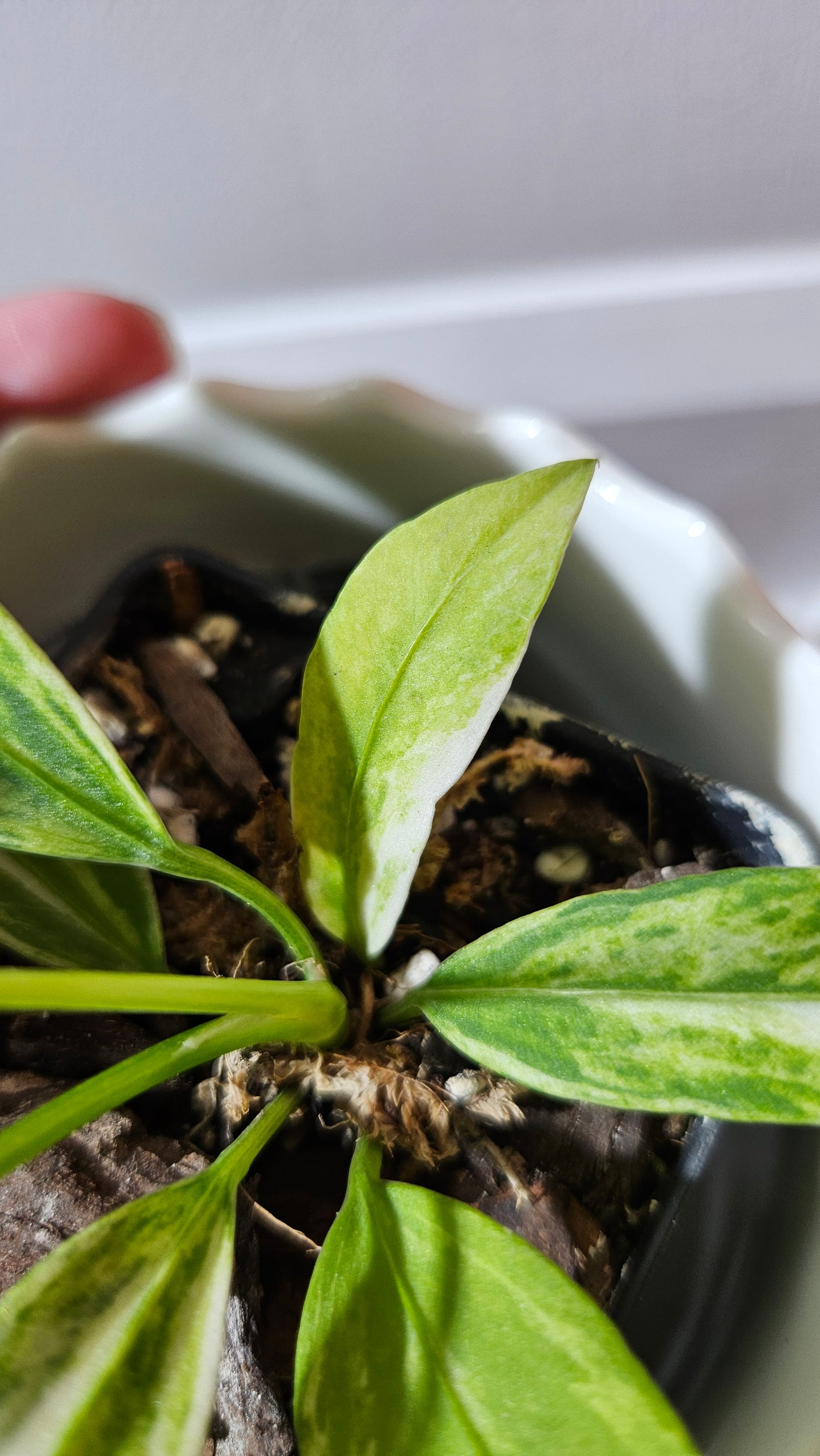 Anthurium Vittarifolium Variegata "format PETIT"(ANT-443)