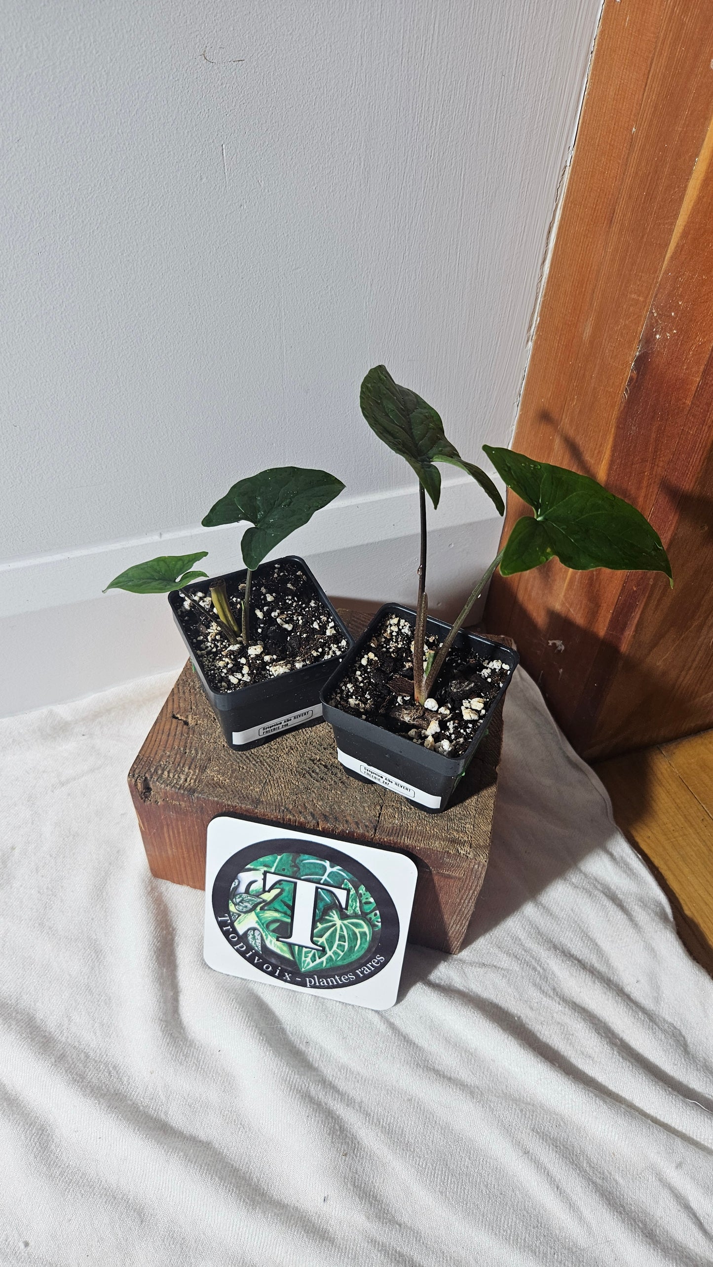 "FREEBIE" Syngonium Albo REVERT 1FREEBIE/PERSONNE (avec achat minimal de 60$ avant taxes)