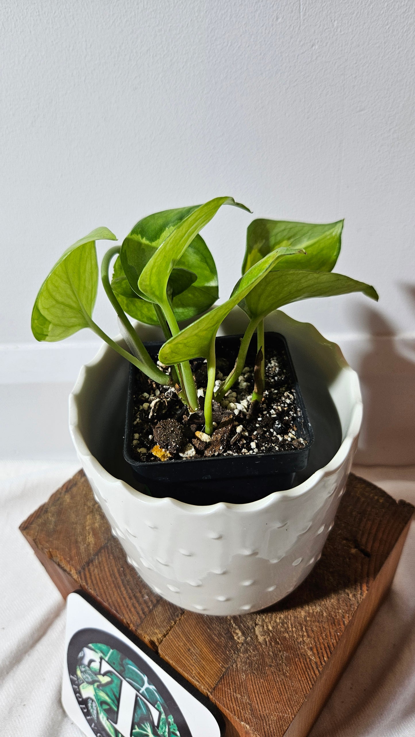 Epipremnum Aureum Manjula yellow/Olivia/Mint (EPI-213)