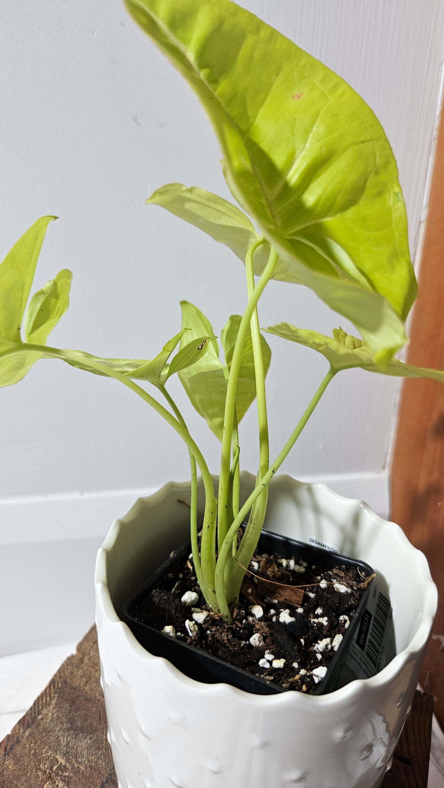 Syngonium Lime Soda Variegata (SYN-439)