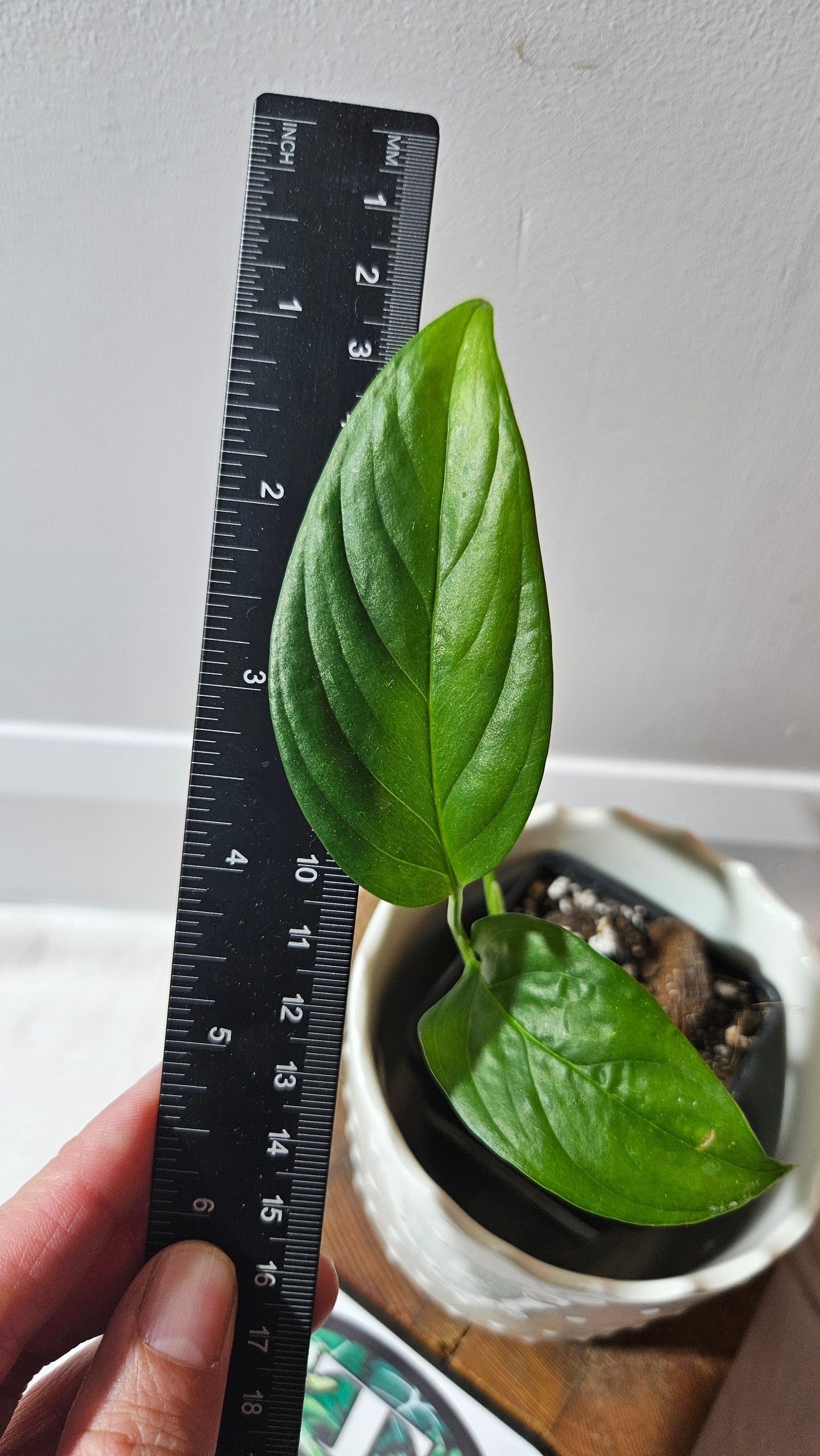 Monstera Obliqua Aff Limon (MON-310)