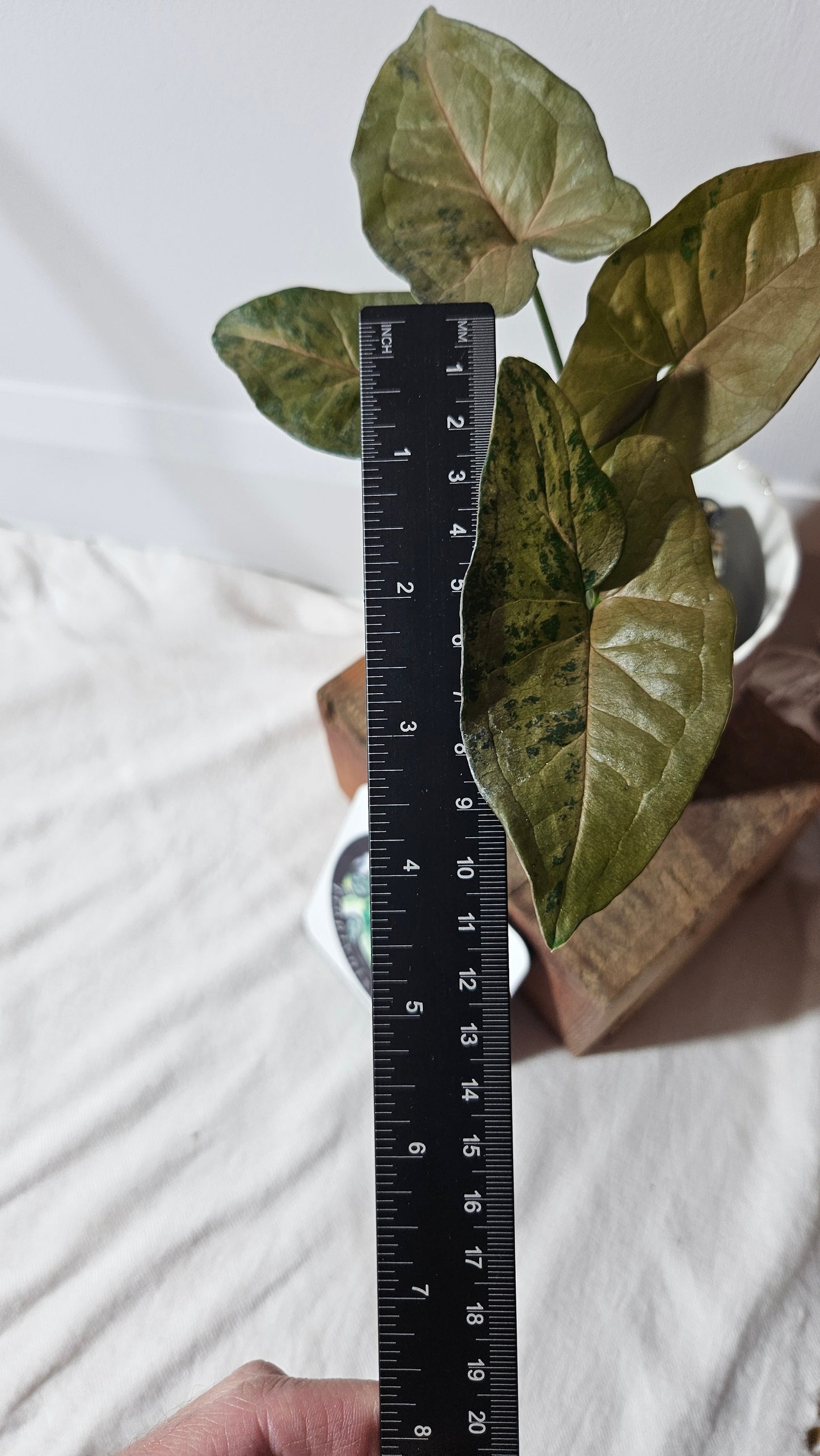 Syngonium Pink Flecked (SYN-118)