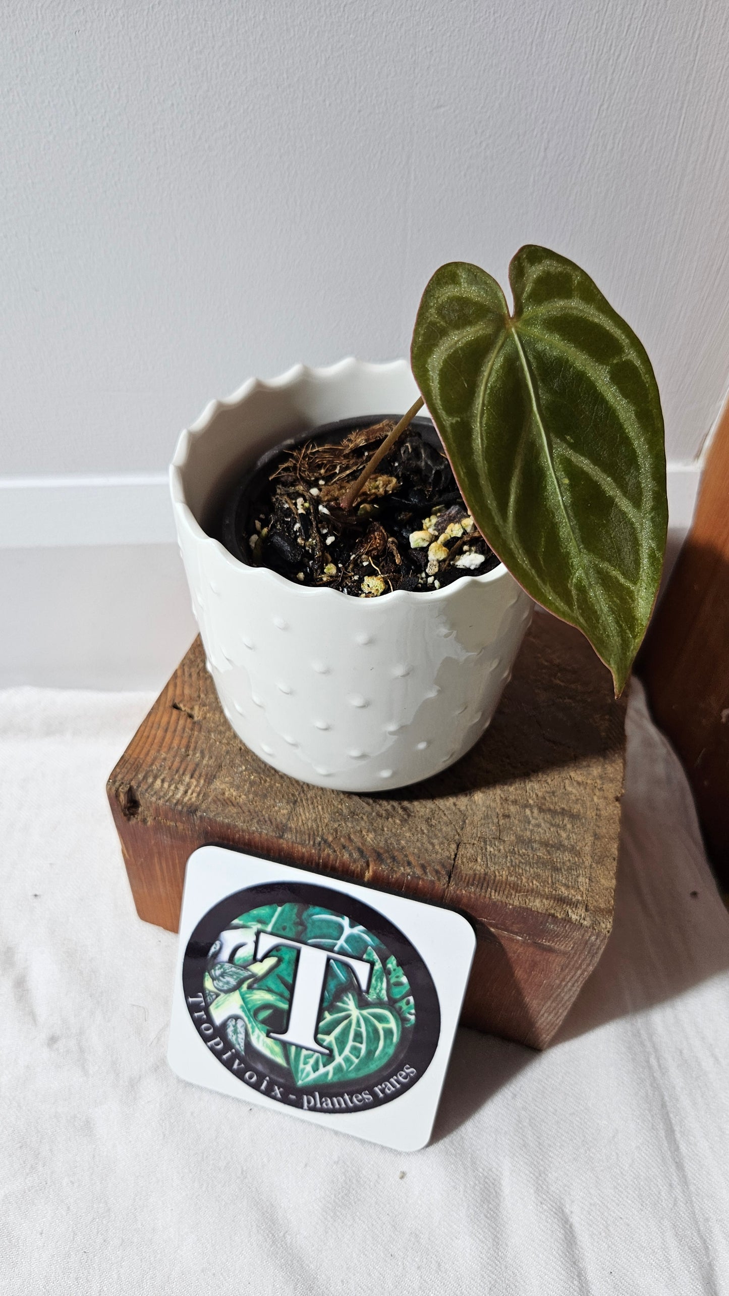 Anthurium Magnificum Radiante "format PETIT"(ANT-559)
