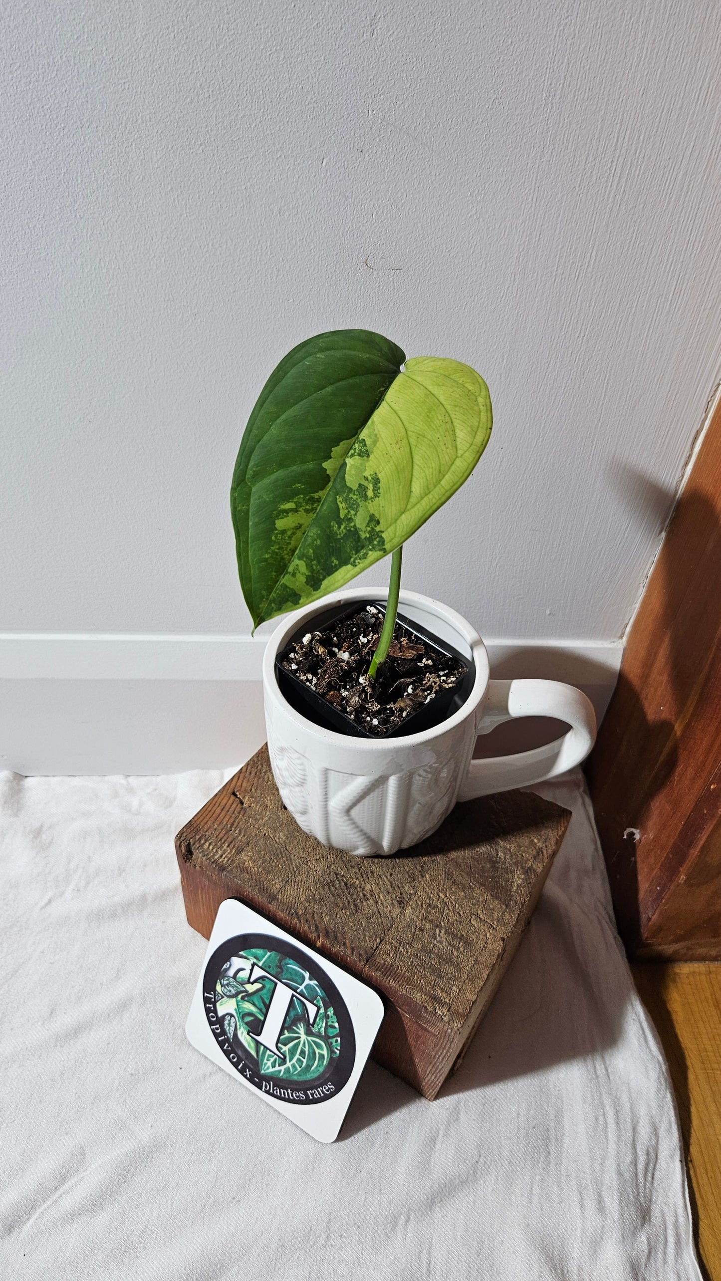 Syngonium Chiapense Albo (SYN-465)