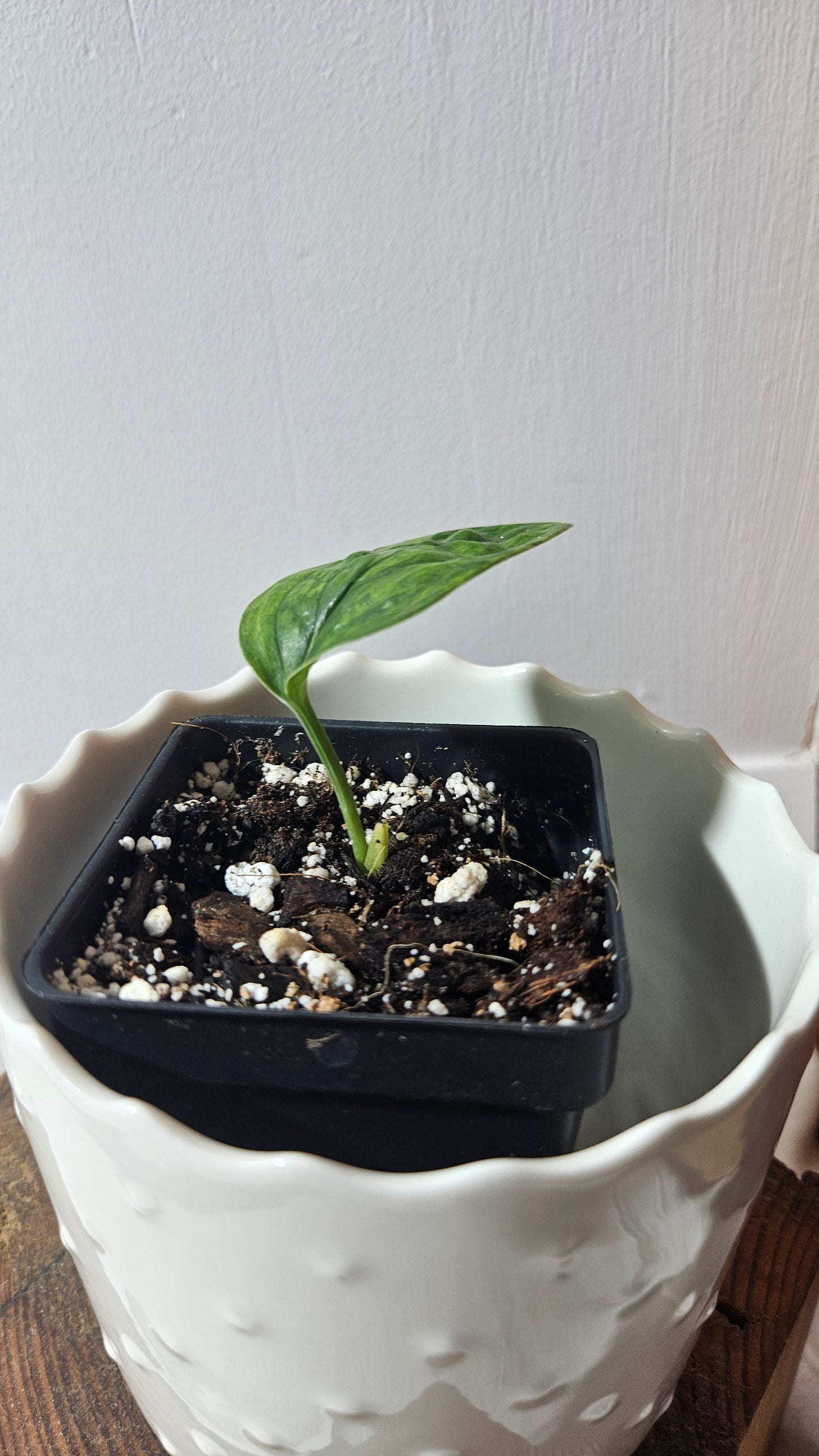 Monstera Karstenianum/Peru Variegata (MON-382)