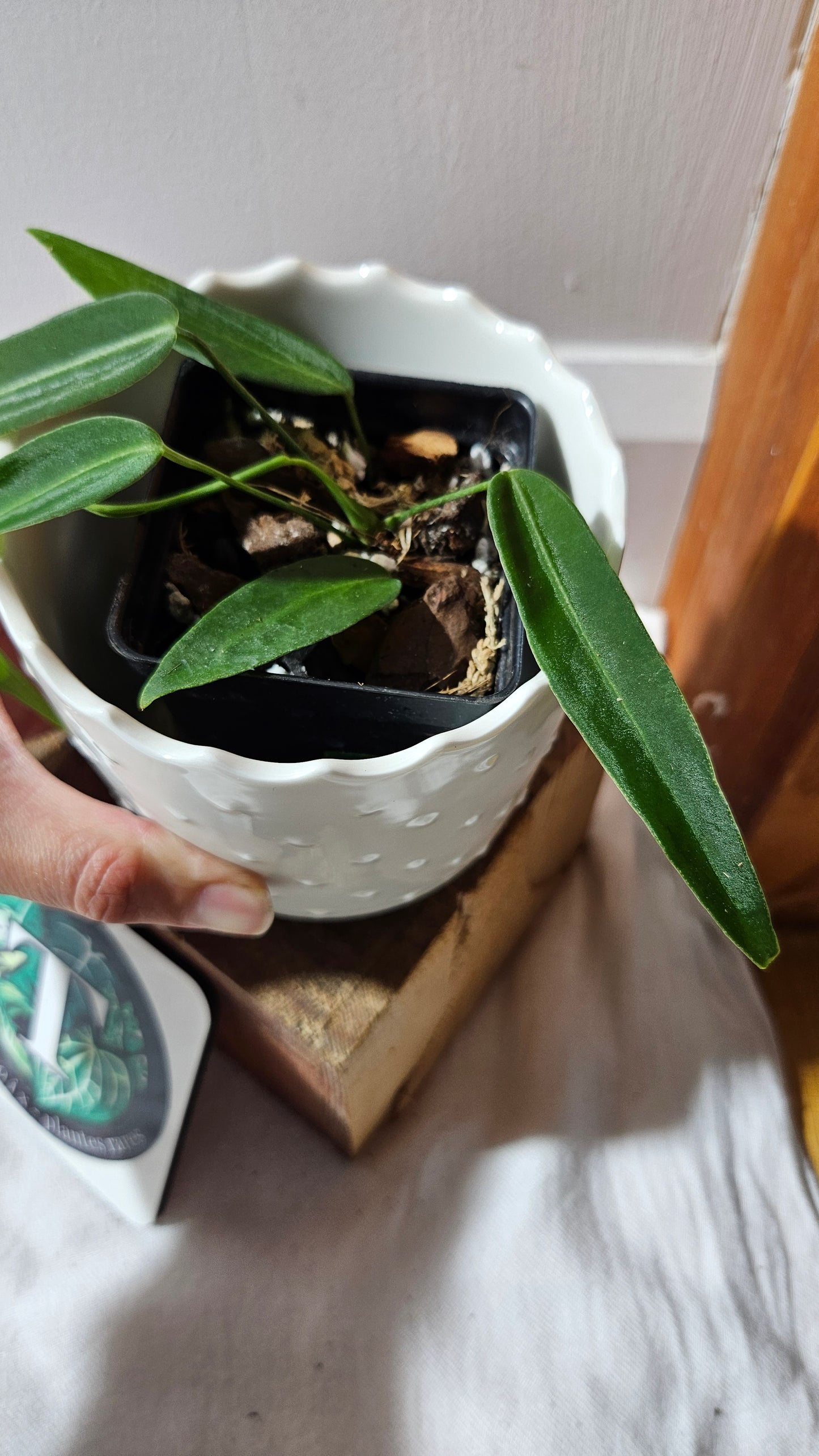 Anthurium Pallidiflorum Super Black "format MOYEN"(ANT-448)