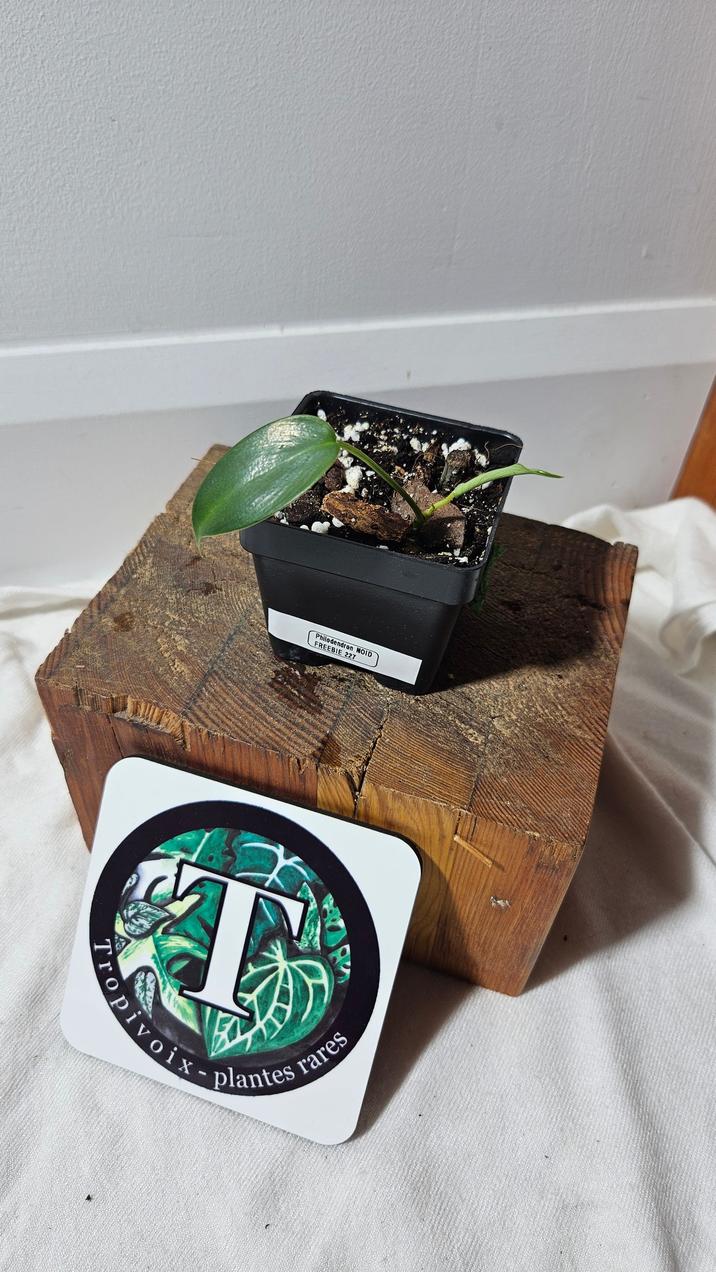 "FREEBIE 227" (with purchase of $40 before taxes) Philodendron NOID 1 FREEBIE /PERSON