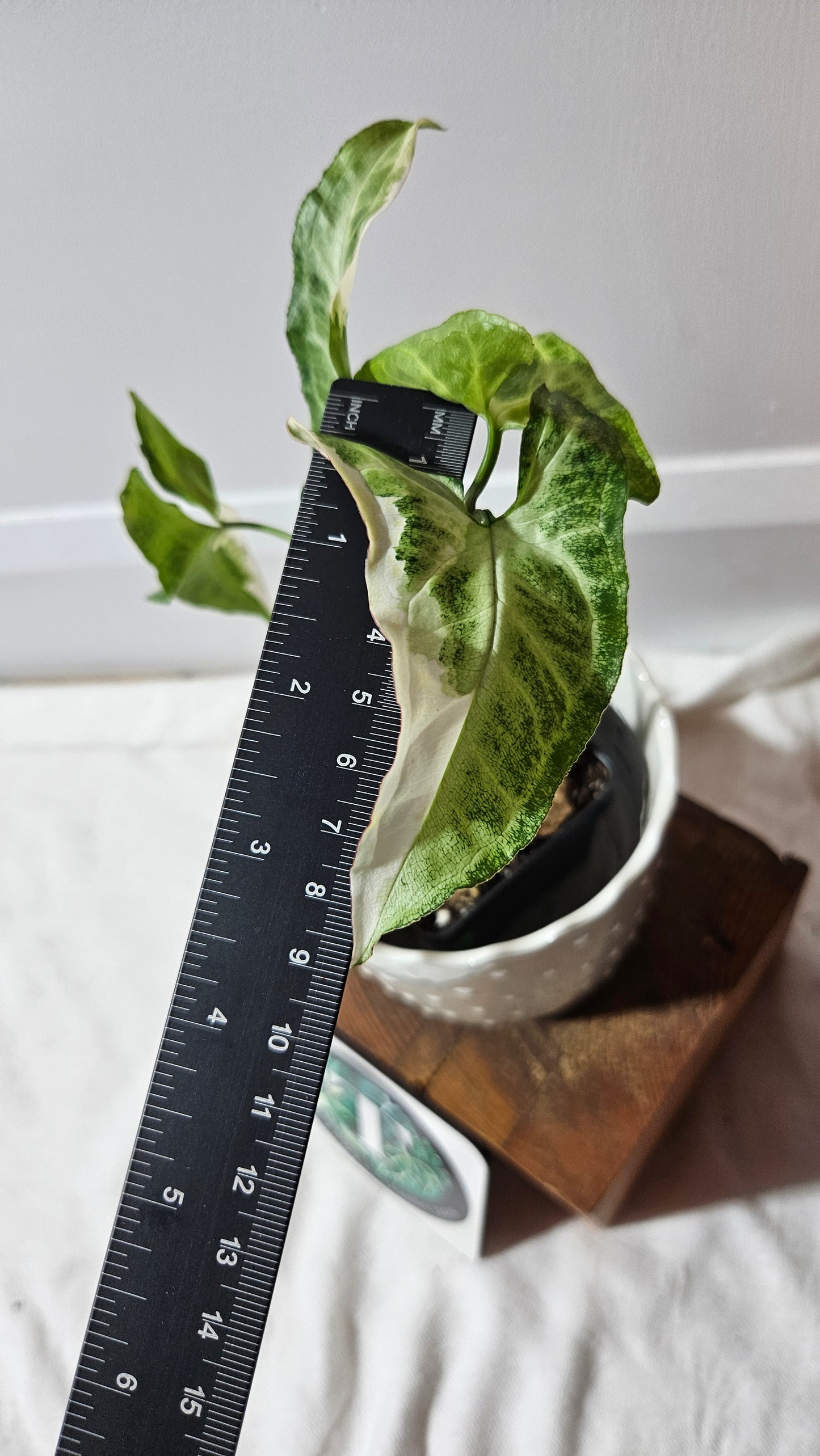 Syngonium T25 (SYN-428)