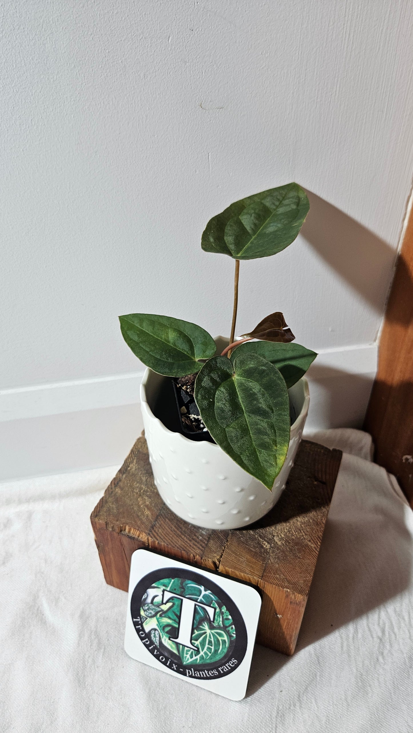 Anthurium Papillilaminum X Warocqueanum "format MOYEN" (ANT-430)