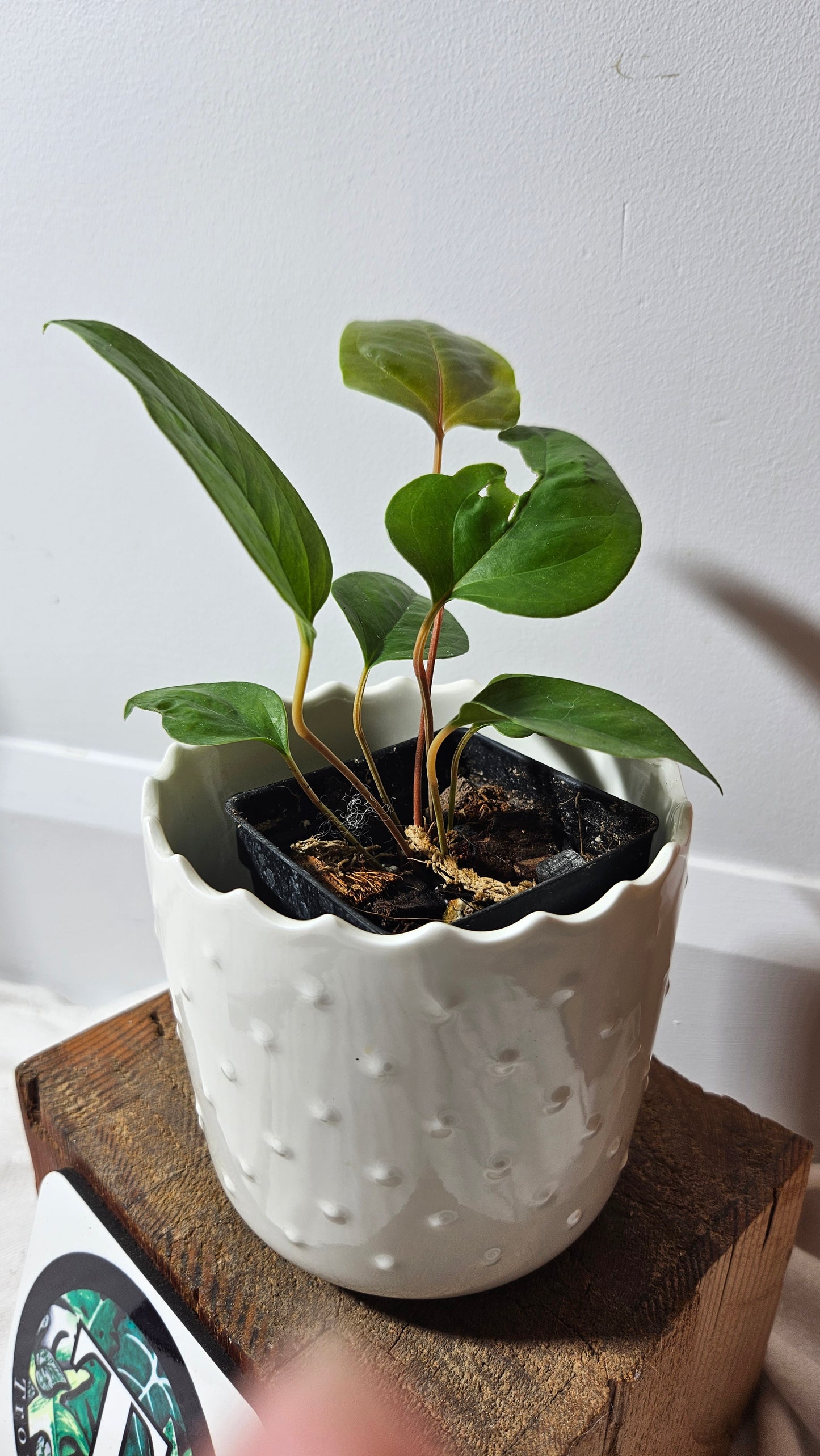 Anthurium Insigne Aff Condor "SMALL Size" (ANT-214)