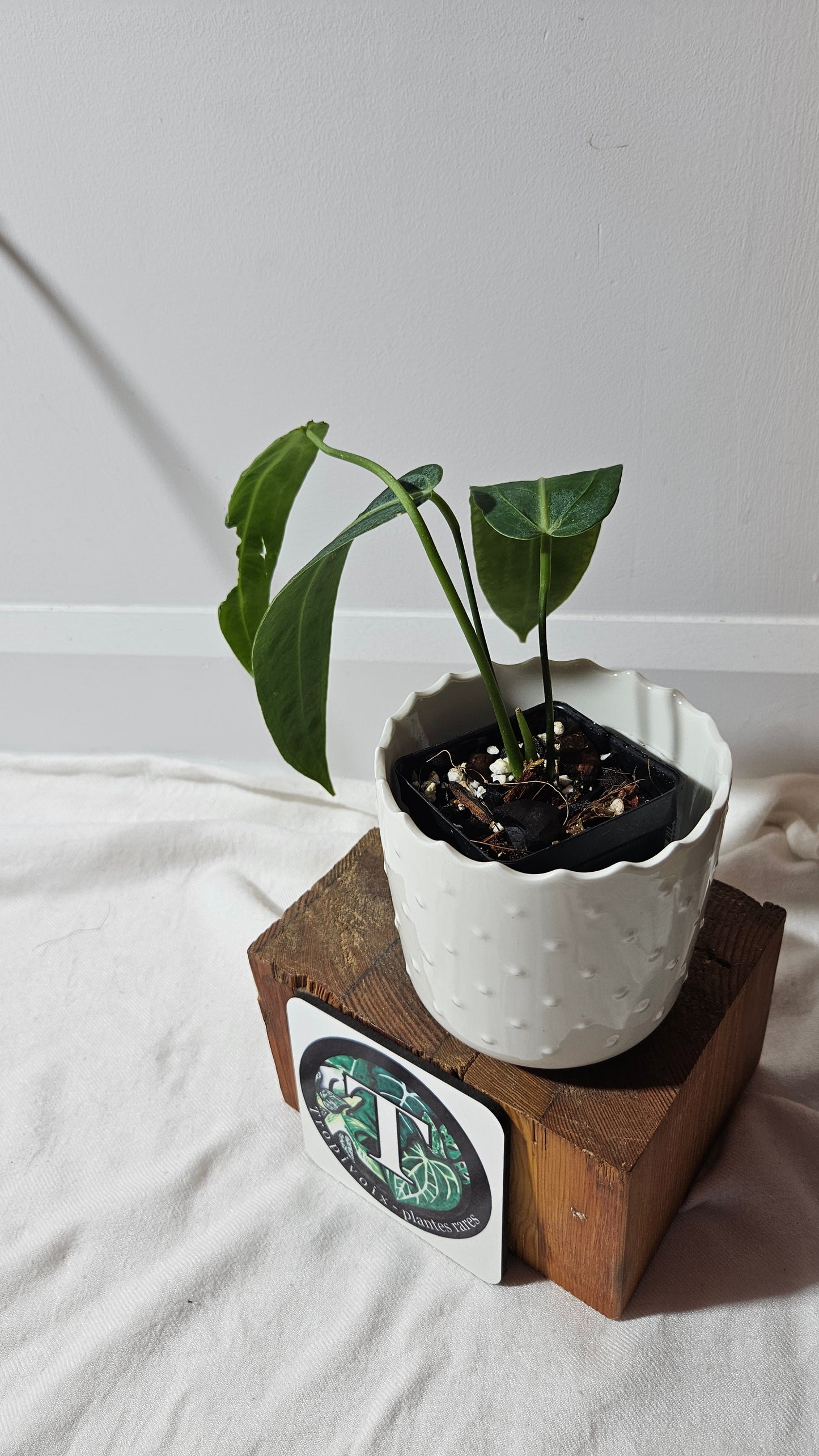 Anthurium Warocqueanum "format MOYEN"(ANT-423)