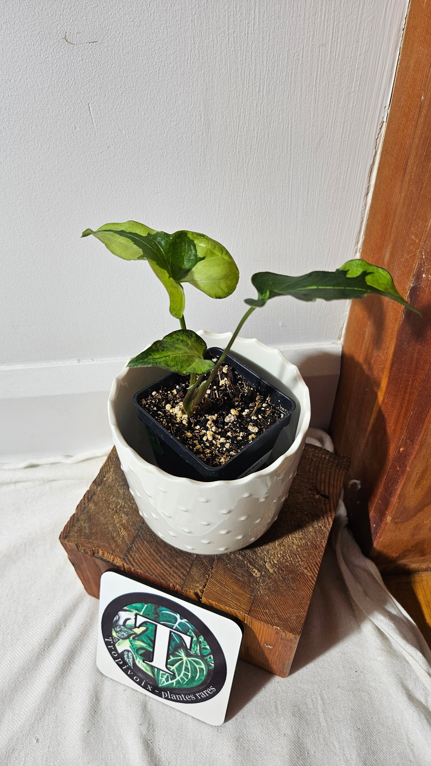 Syngonium Green Beauty (SYN-446)