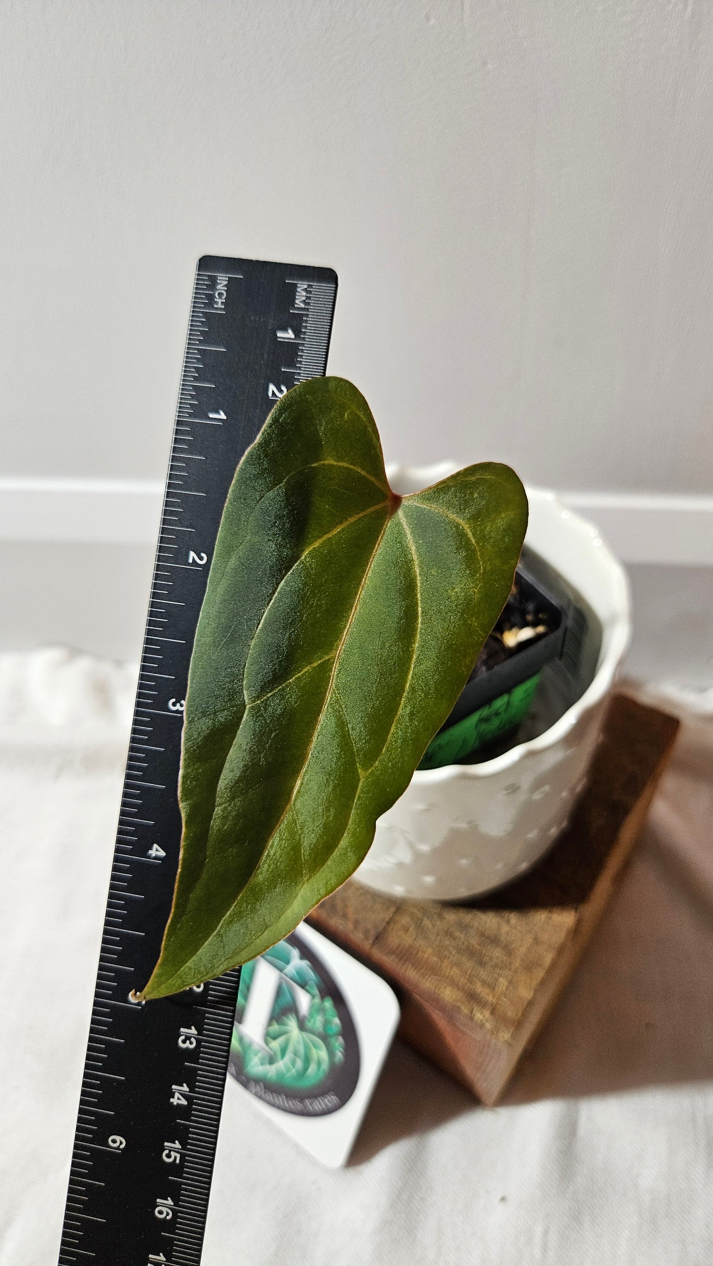 Anthurium Red Stem "format PETIT" (ANT-512)