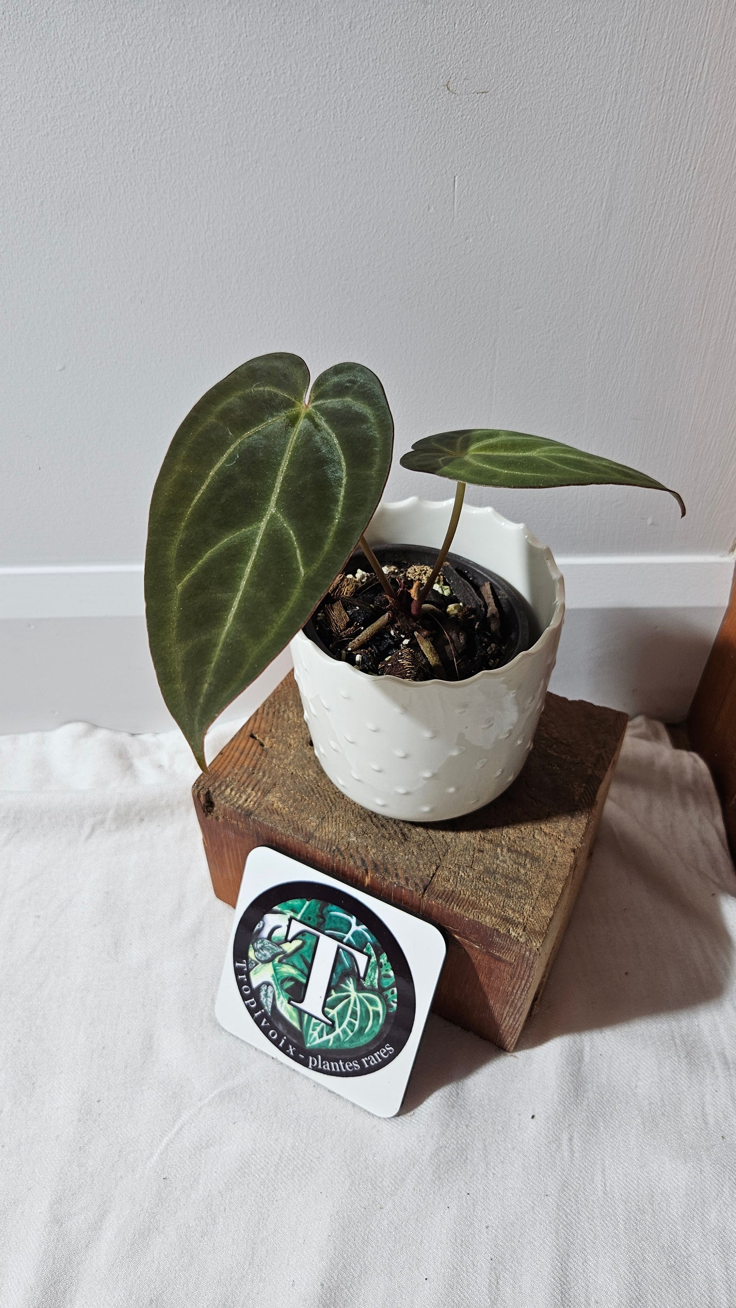 Anthurium Blue Papillilaminum x Papillilaminum Xone "format MOYEN" (ANT-518)