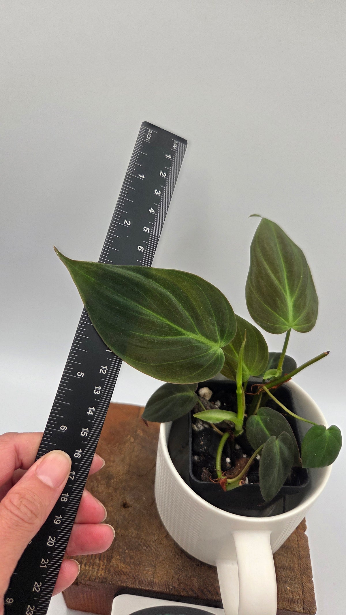 Philodendron Mican (PHI-1098)