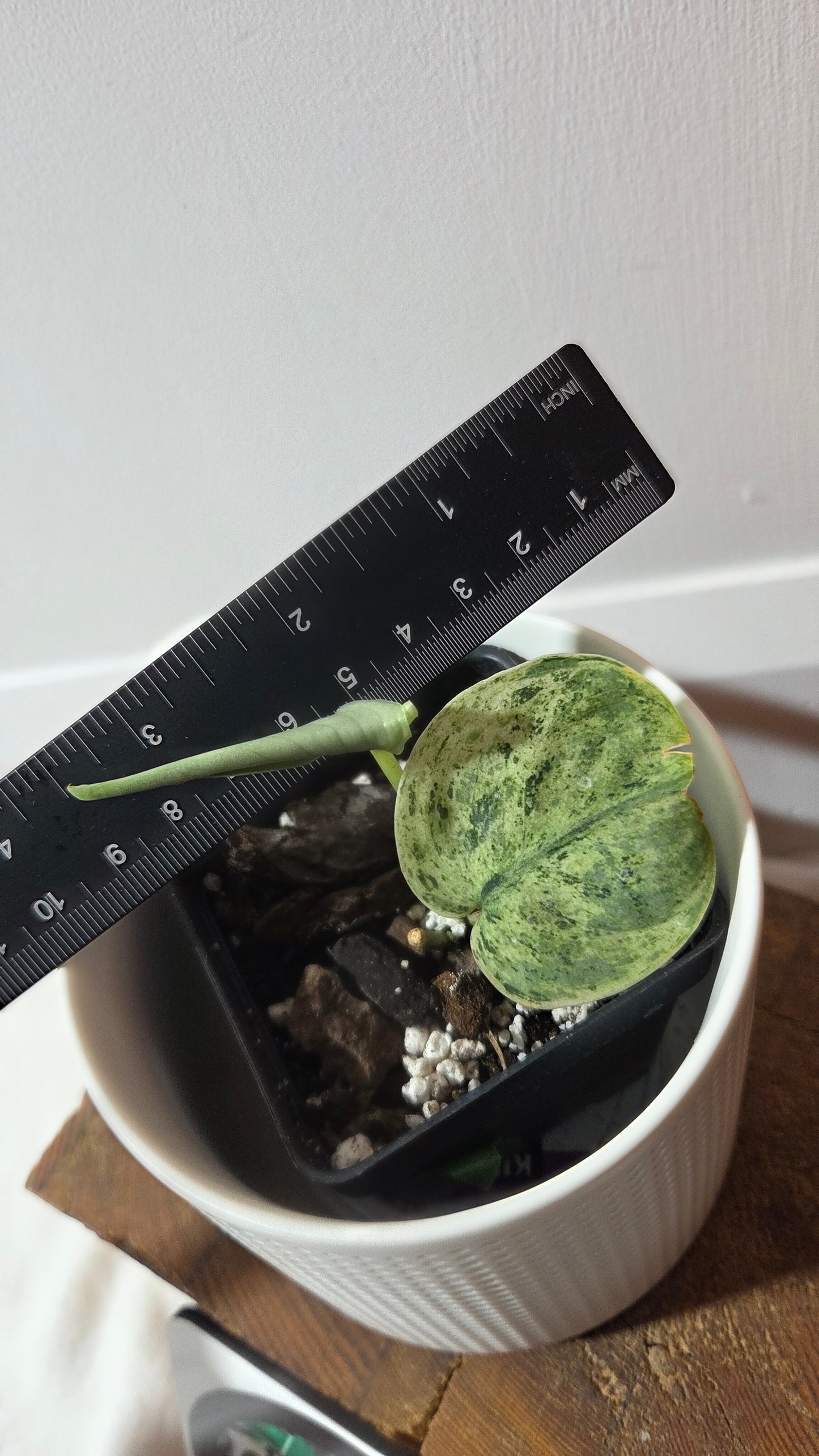 Scindapsus Silver Cloud variegata (SCI-1366)