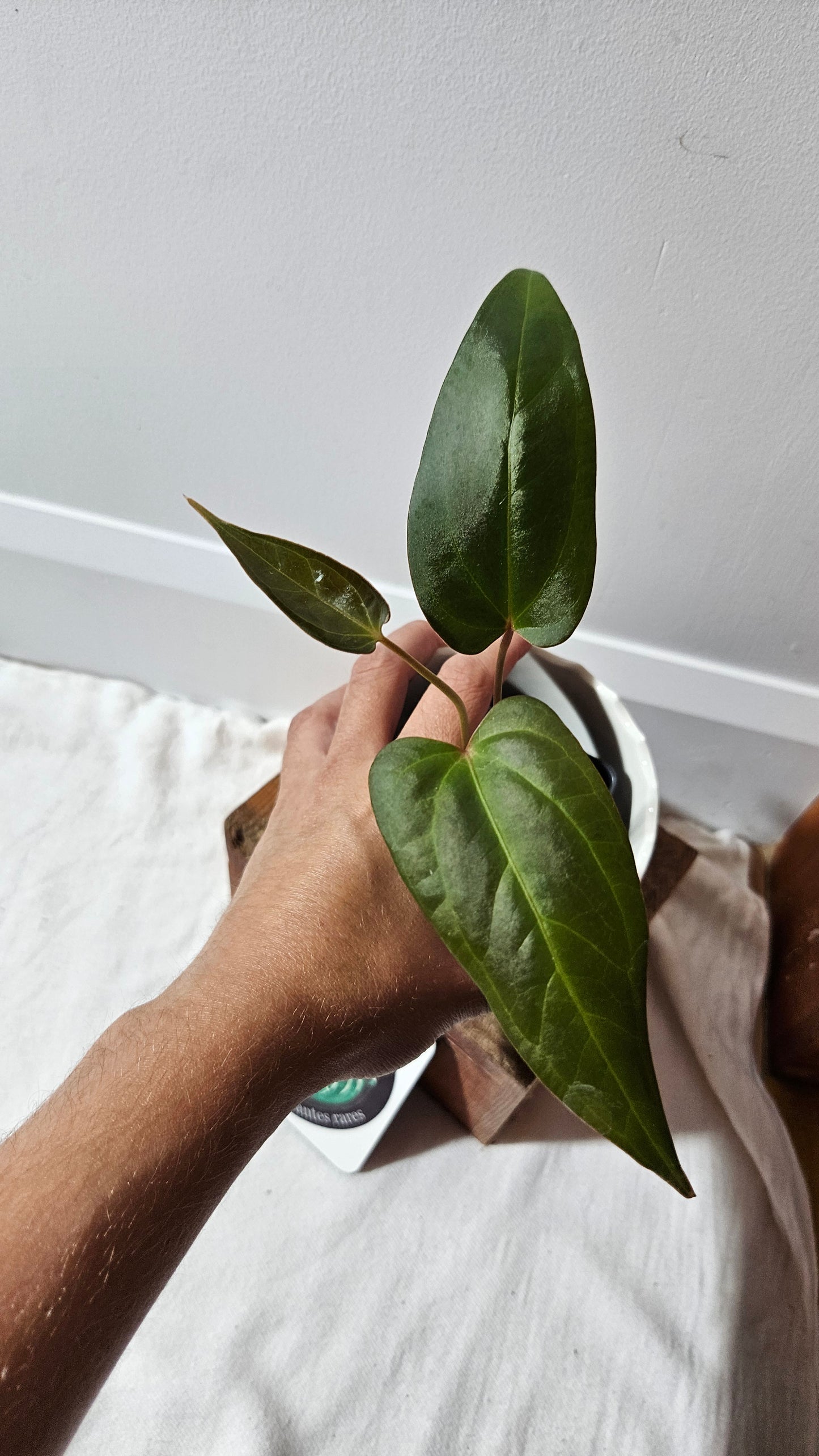 Anthurium Luxurians X Napo "format MOYEN" (ANT-249)