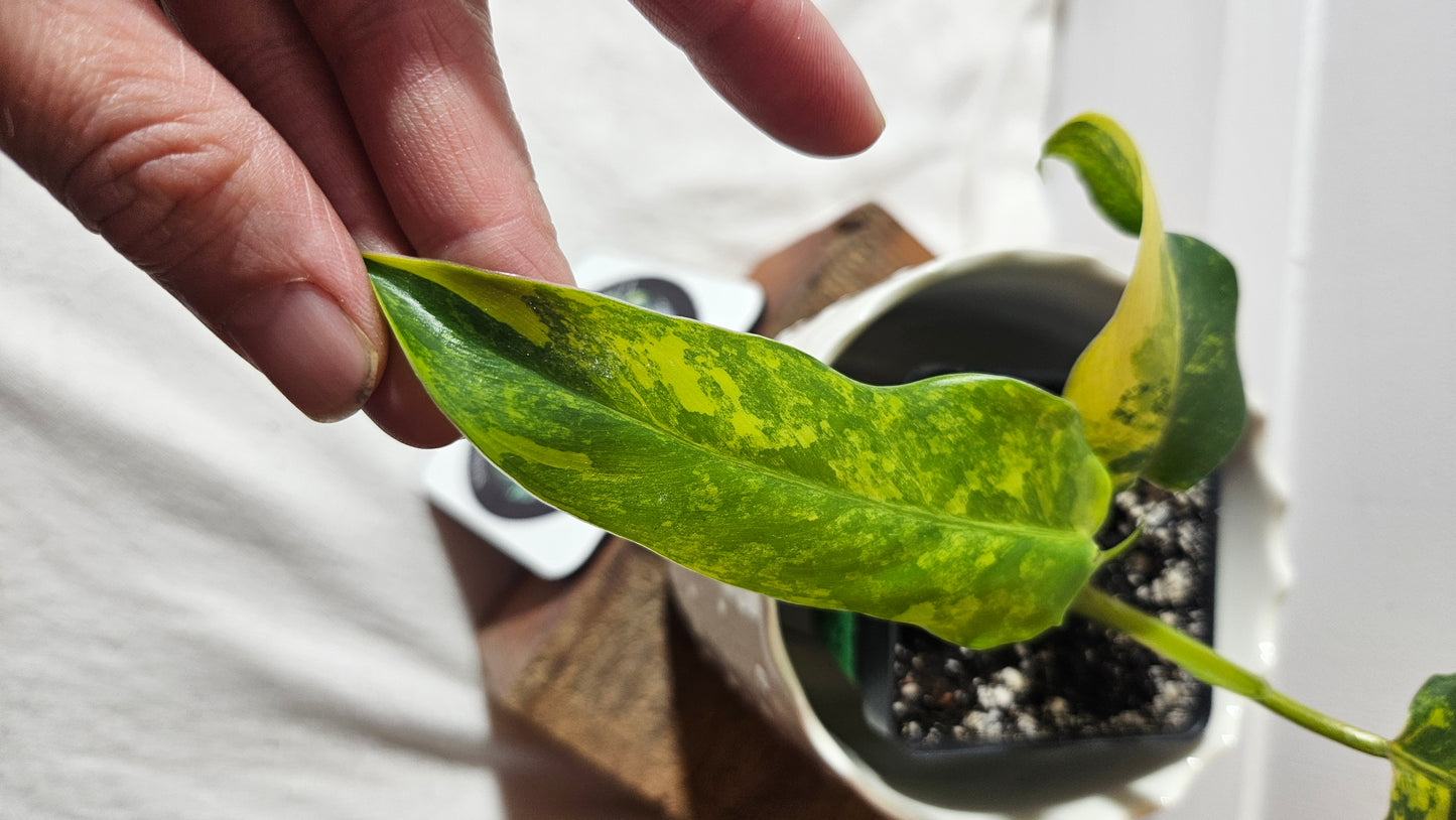 Philodendron Domesticum Variegata (PHI-774)
