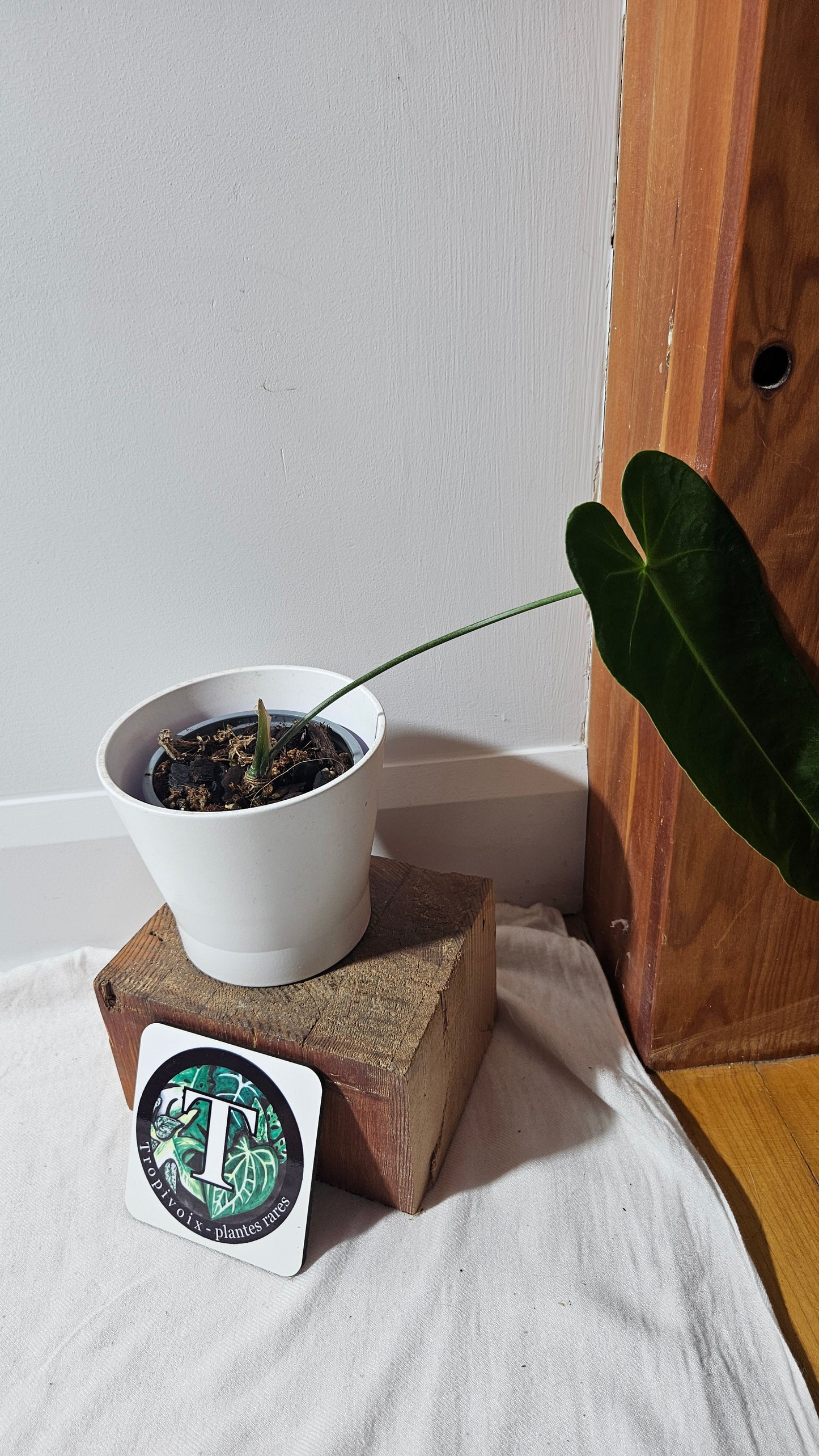 Anthurium Metallicum Narrow "Format MOYEN/LARGE" (ANT-476)
