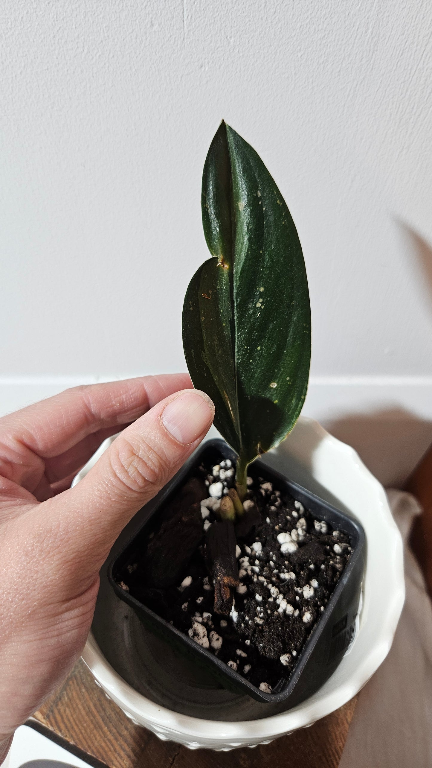 Scindapsus Treubii Dark Form silver (SCI-1011)