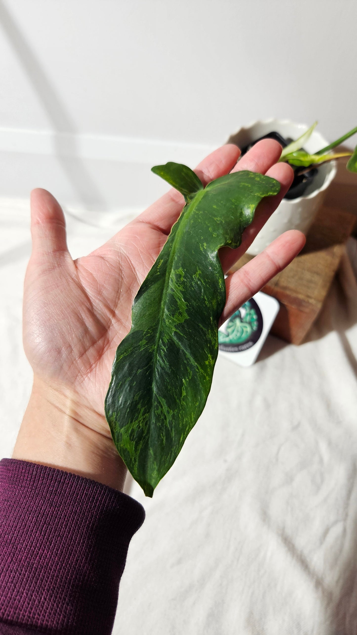 Philodendron Lime fiddle (PHI-751)