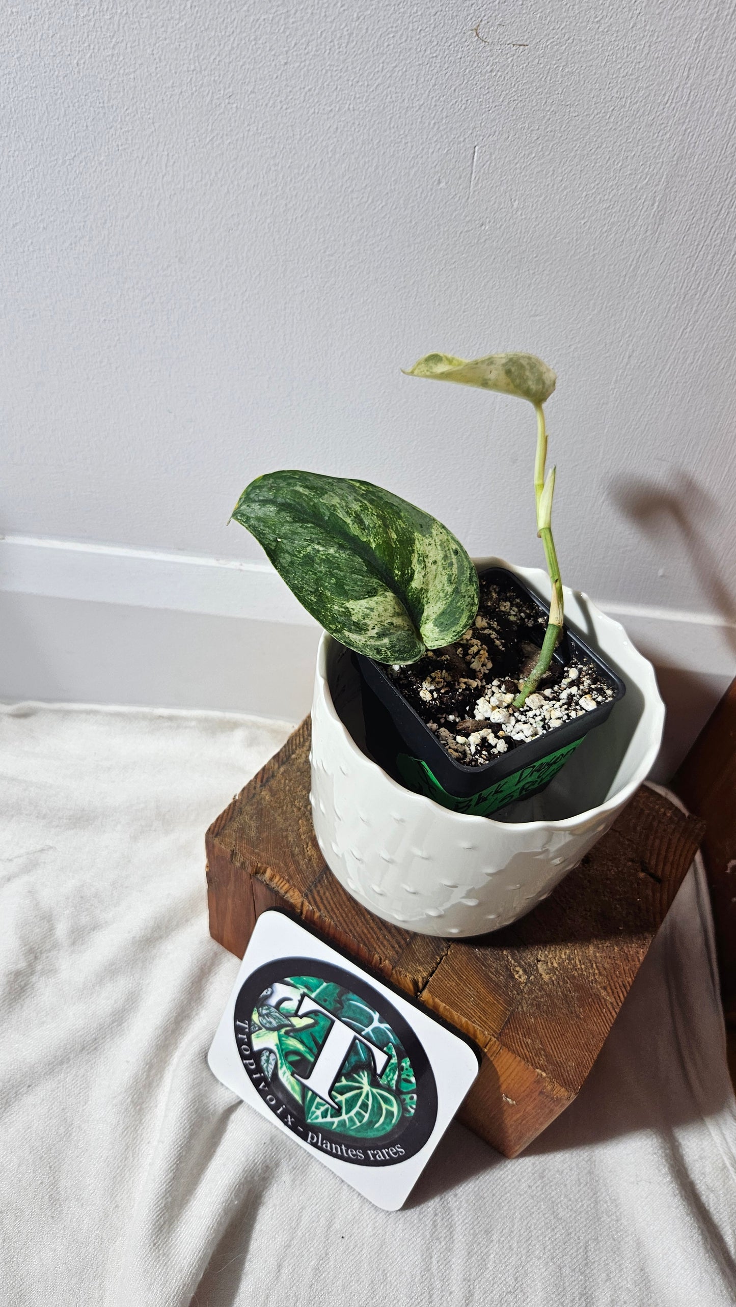 Scindapsus Black Dragon Variegata (SCI-814)