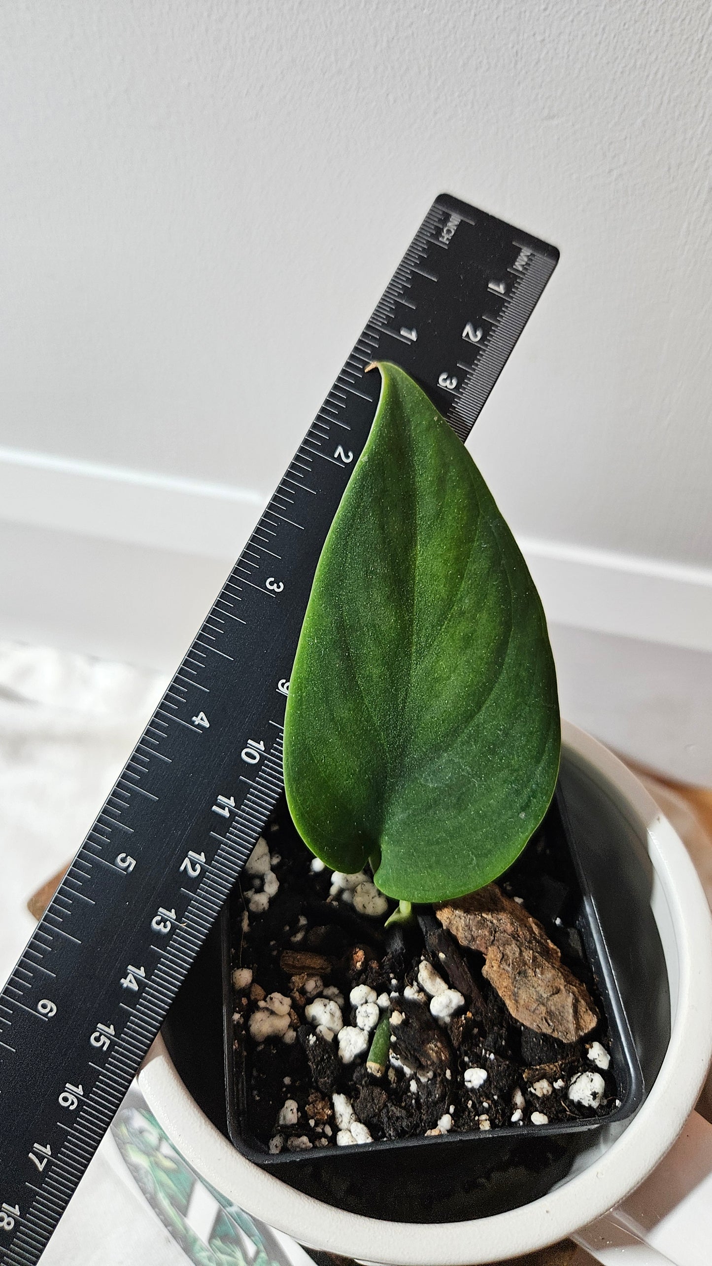 Scindapsus Blurik (SCI-1293)