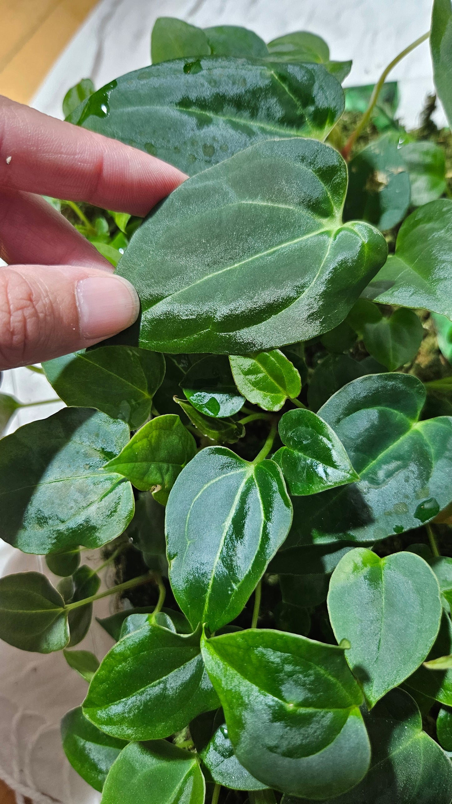 Anthurium Papillilaminum "format SEEDLING"