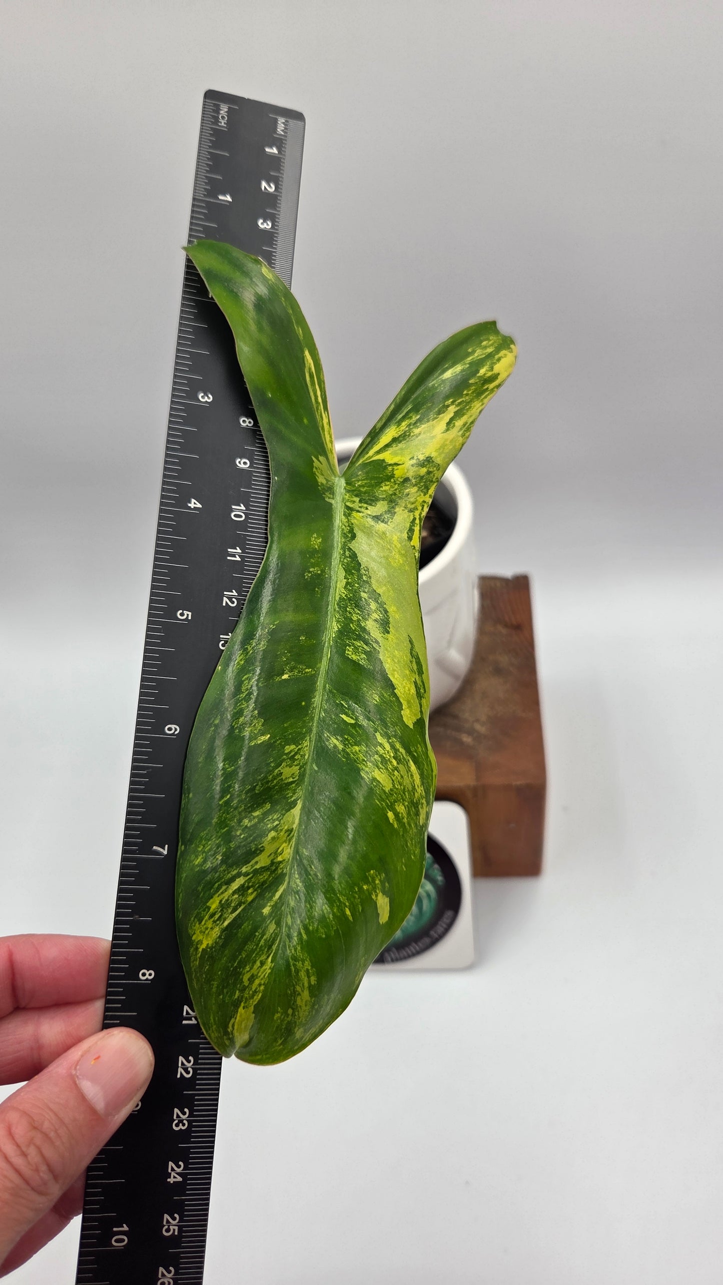 Philodendron Paradise Beauty (FloridaBeautyXParaiso Verde)(PHI-1023)