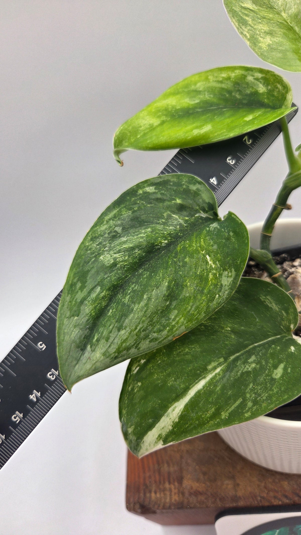Scindapsus Exotica Salaka Tricolore (SCI-896)