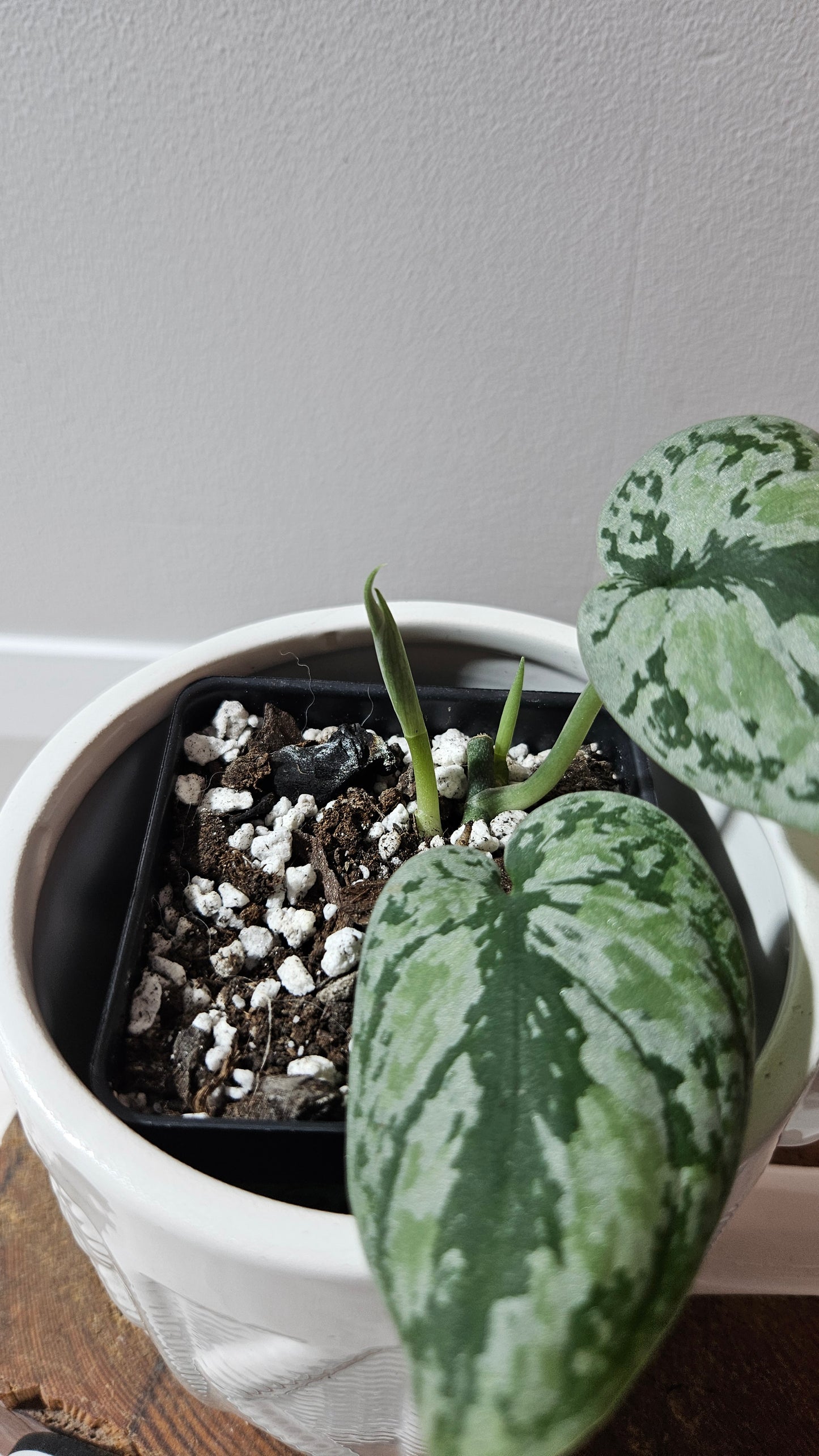 Scindapsus Tricolore silver Platinum (SCI-1232)