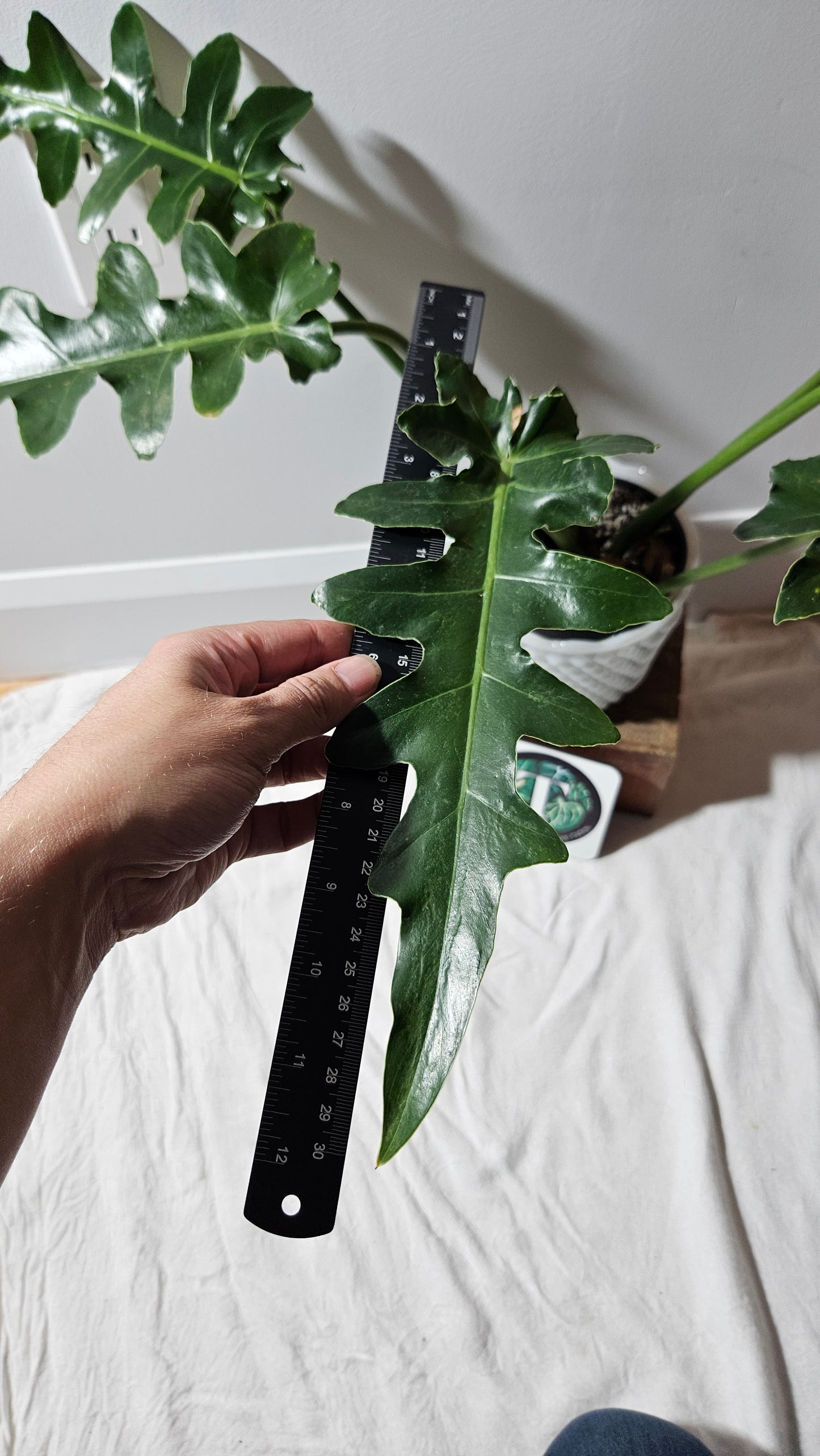 Philodendron Bob Cee (PHI-895)