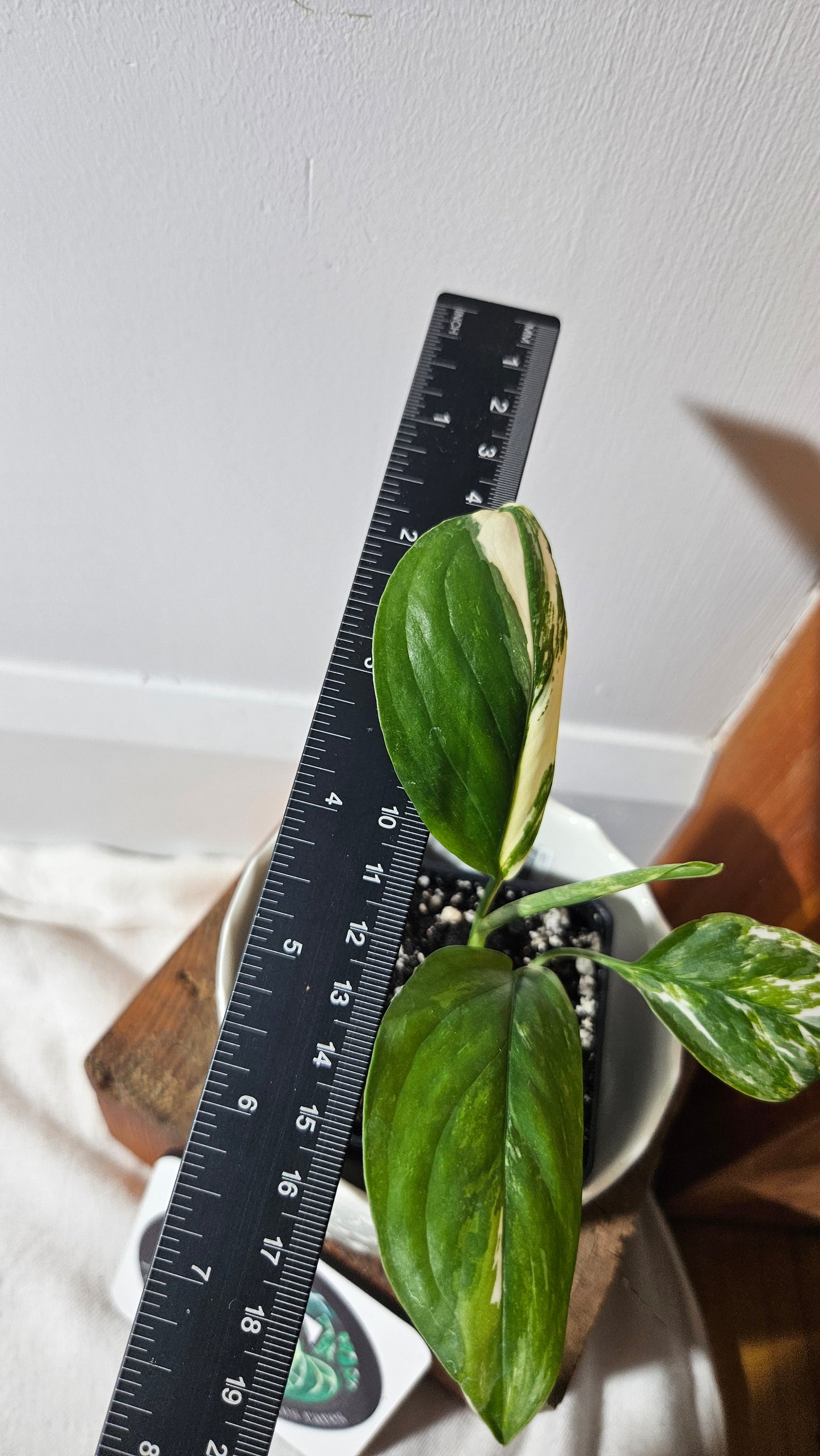 Monstera Lechleriana Albo (MON-410)