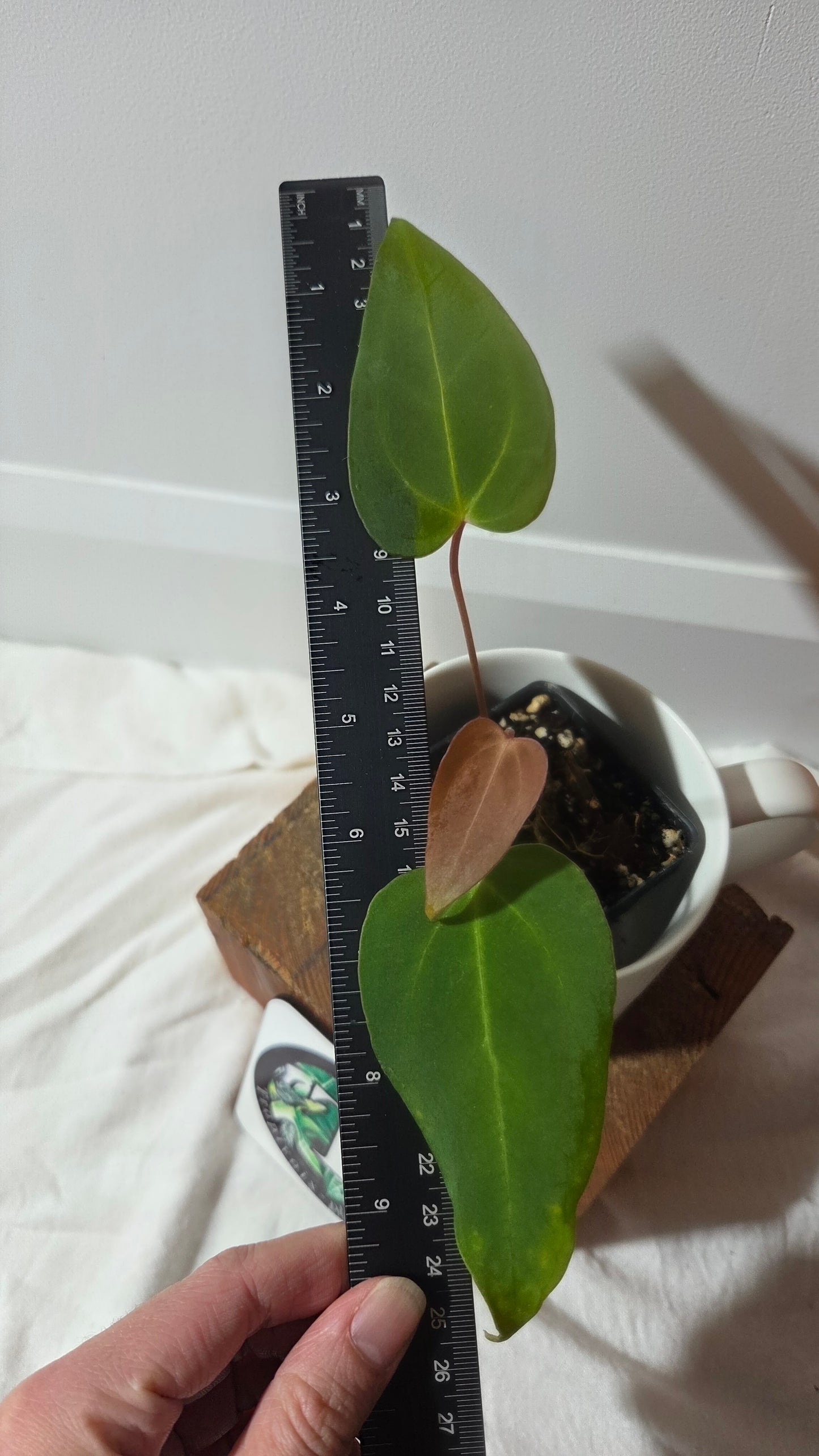 Anthurium Papillilaminum Xone Hybrid "format PETIT" (ANT-650)