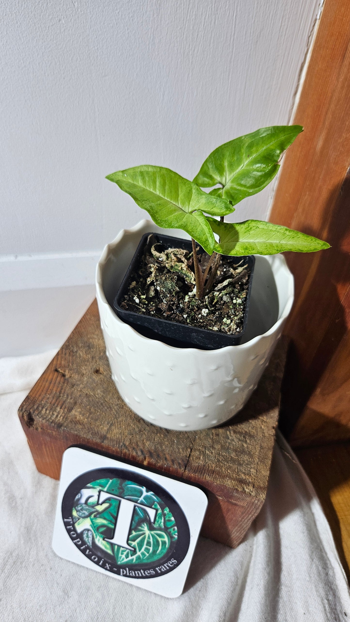 Syngonium Angustatum Lemon (SYN-418)