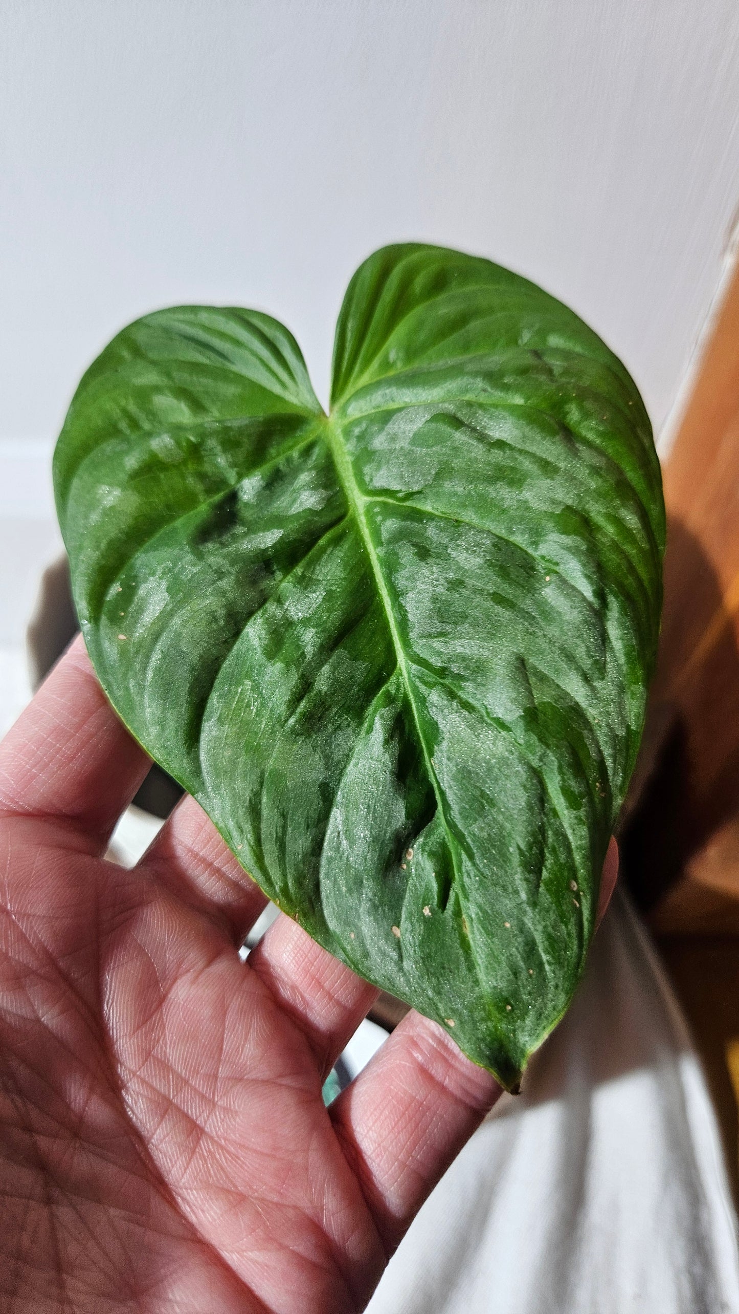 Philodendron Majestic (PHI-778)