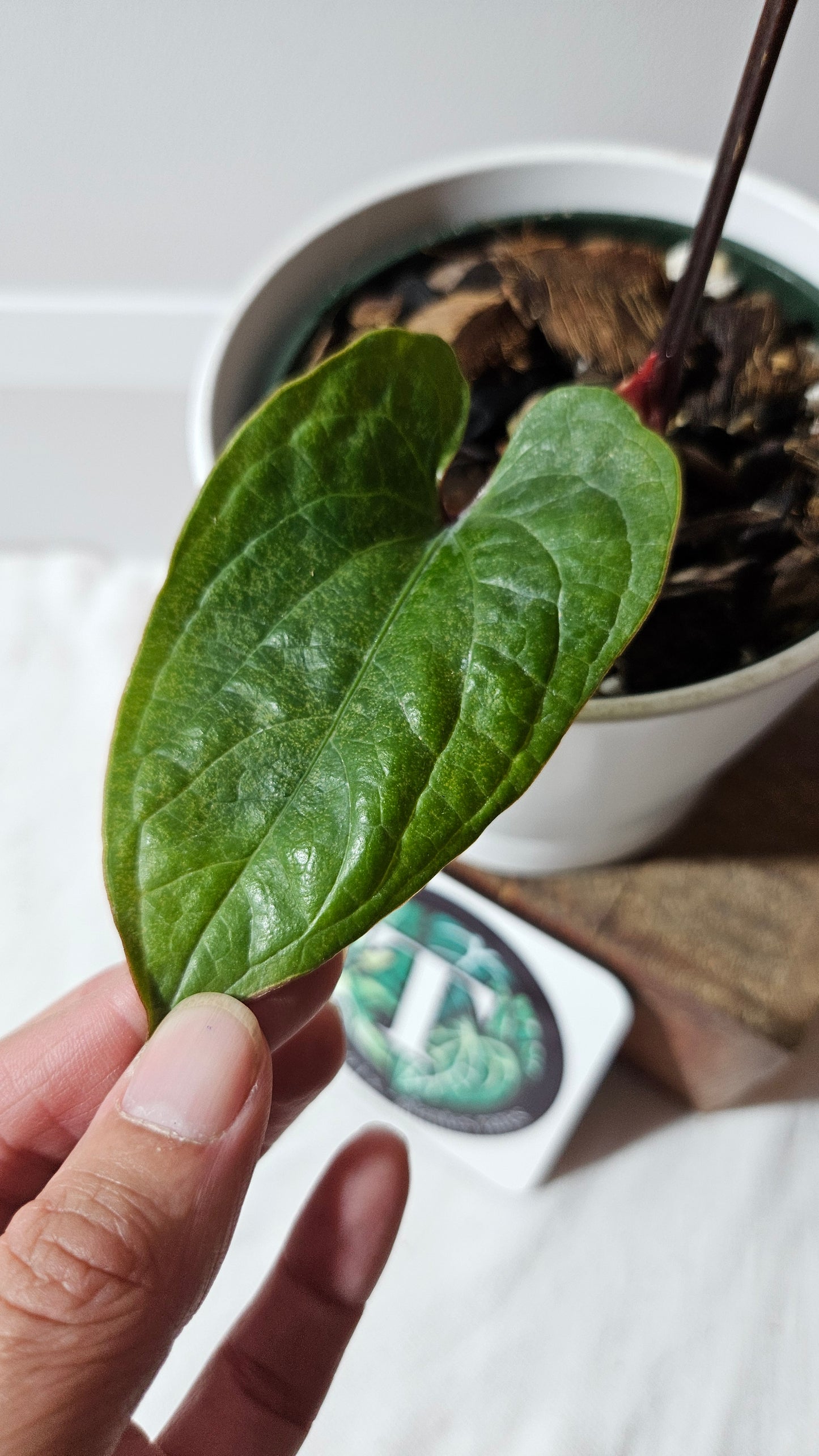 Anthurium Radican "format LARGE" (ANT-011)