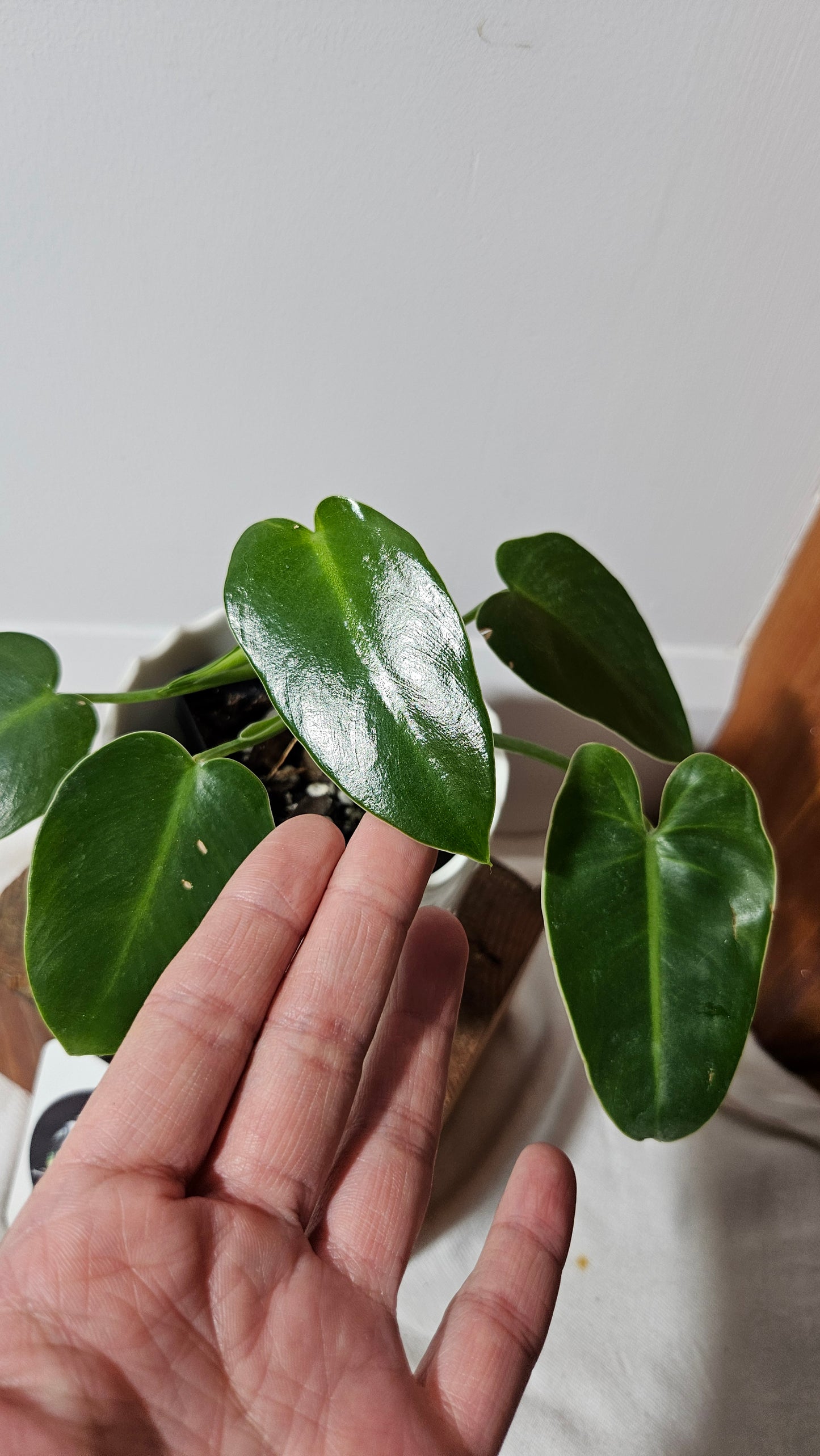 Philodendron Ilsemanii Green (PHI-693)