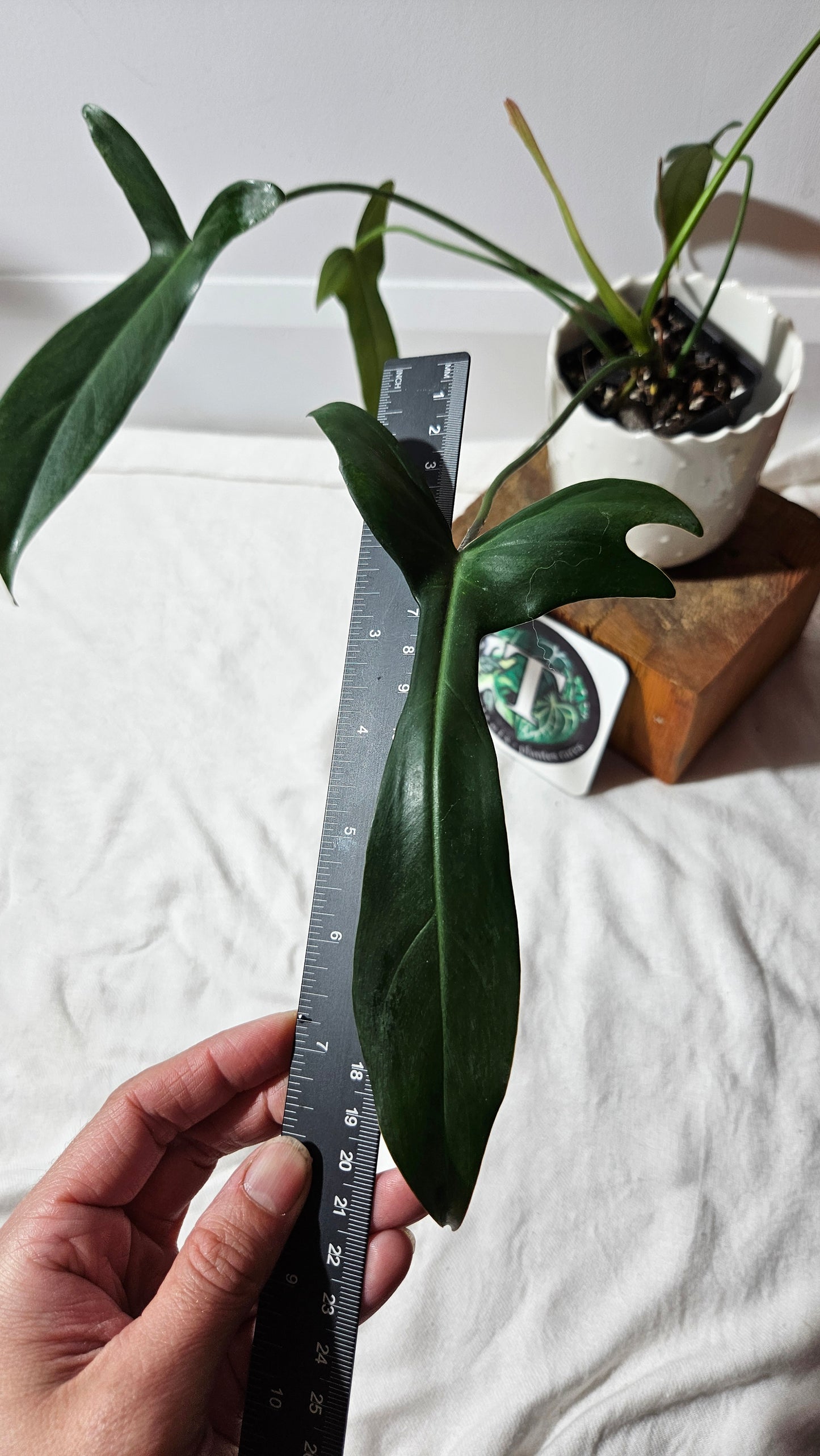 Philodendron Longilobatum (PHI-401)