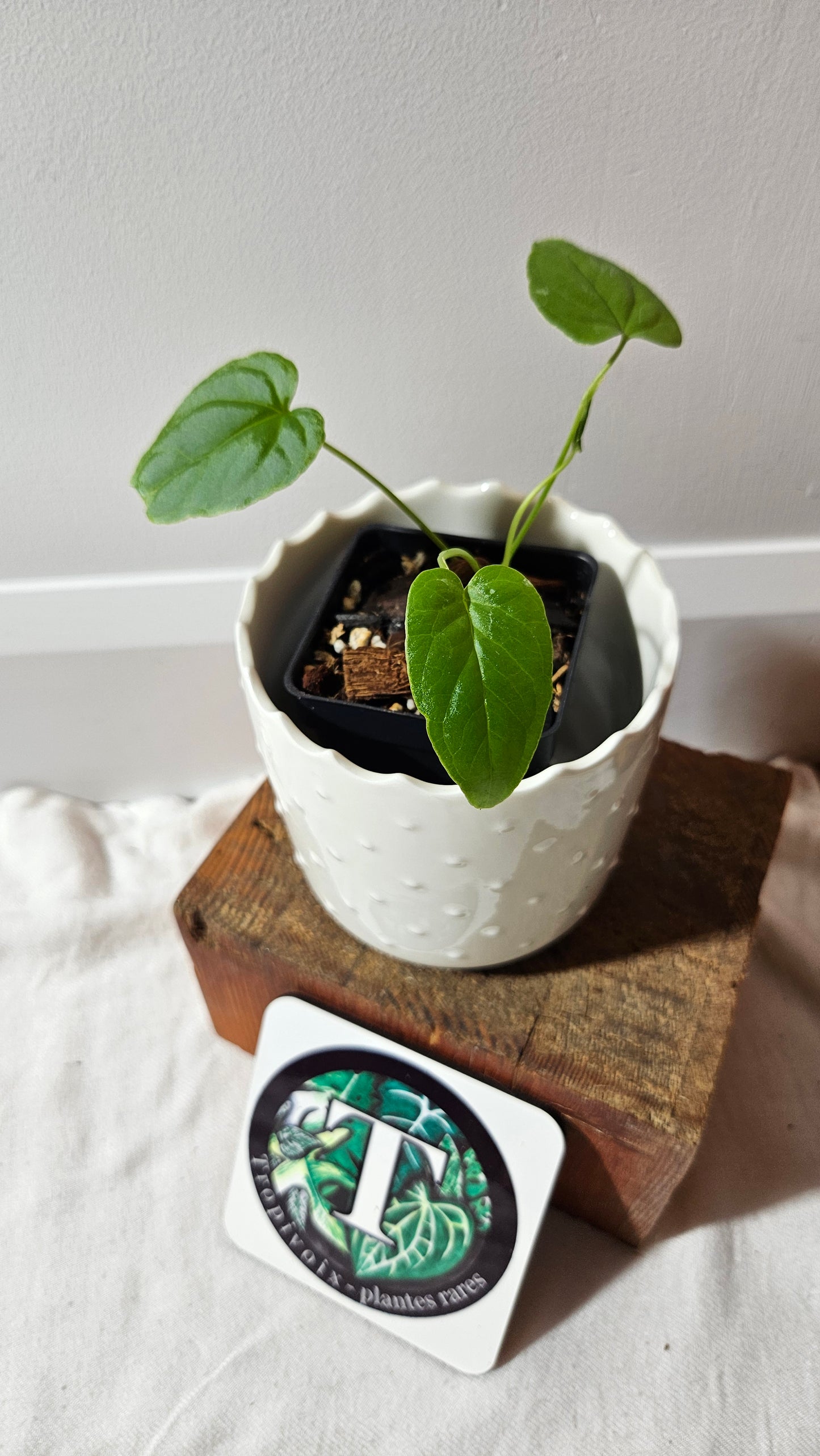 Anthurium Balaoanum "format PETIT" (ANT-532)