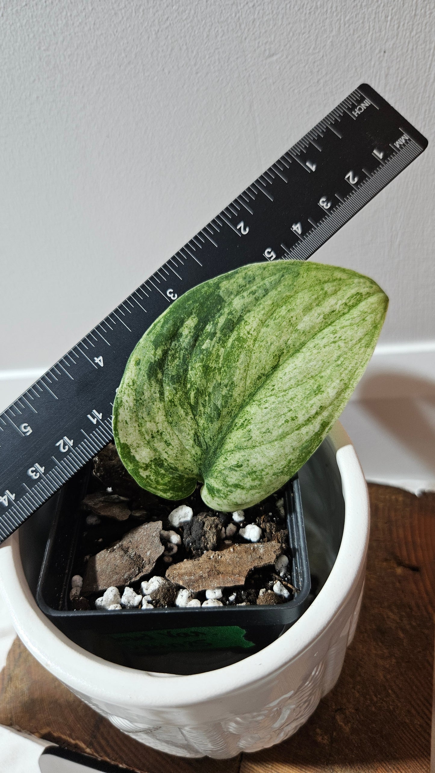 Scindapsus Silver Cloud variegata (SCI-1238)