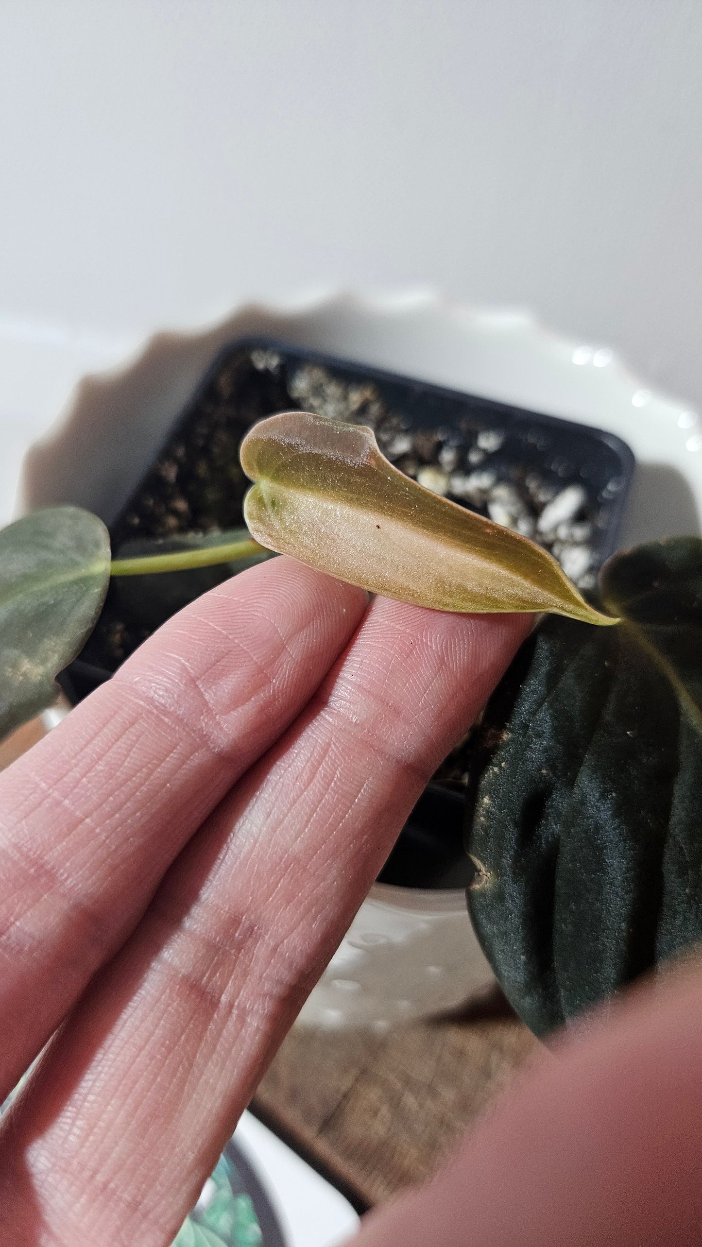 Philodendron Gigas (PHI-777)