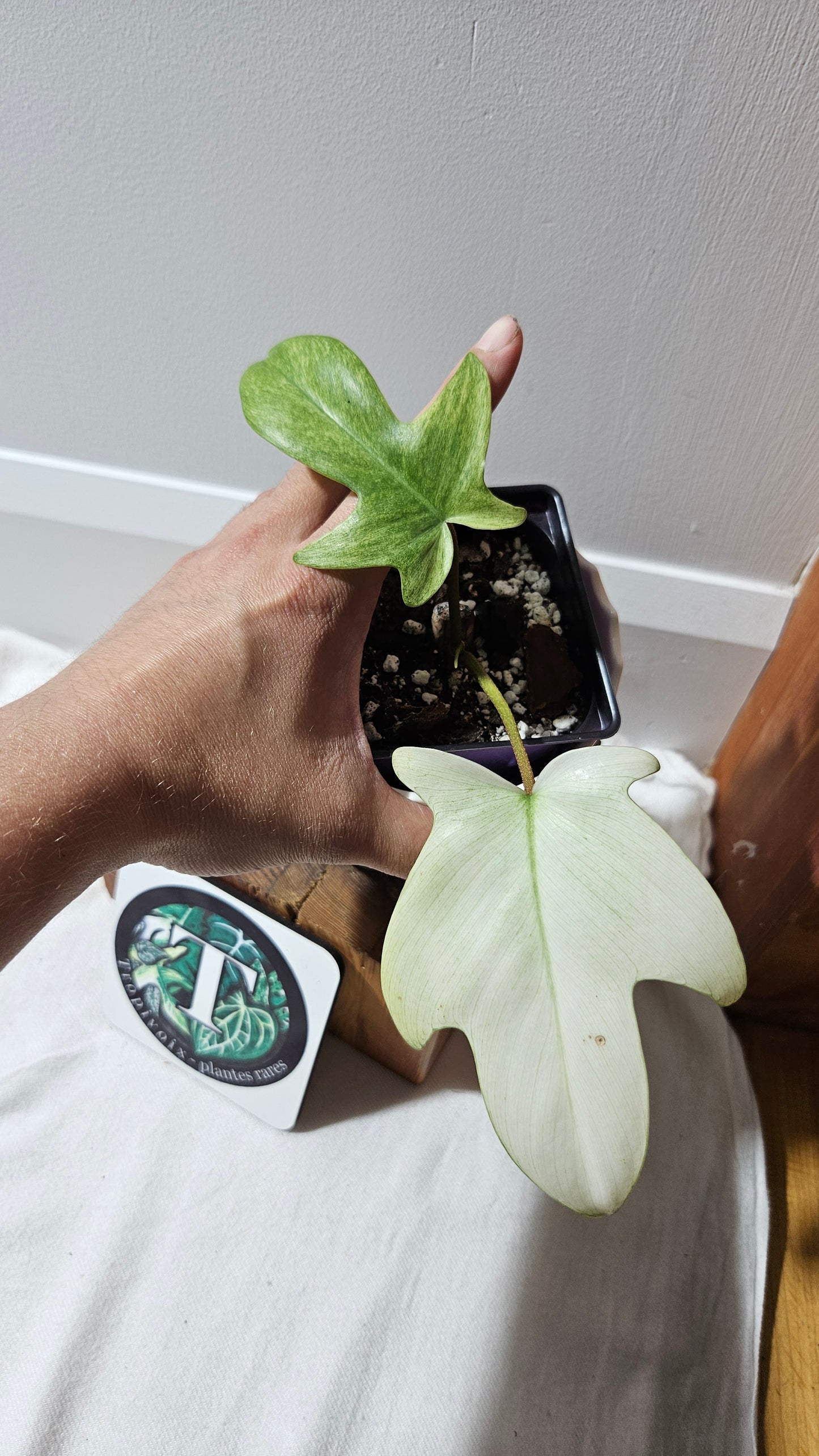 Philodendron Florida Ghost (PHI-916)