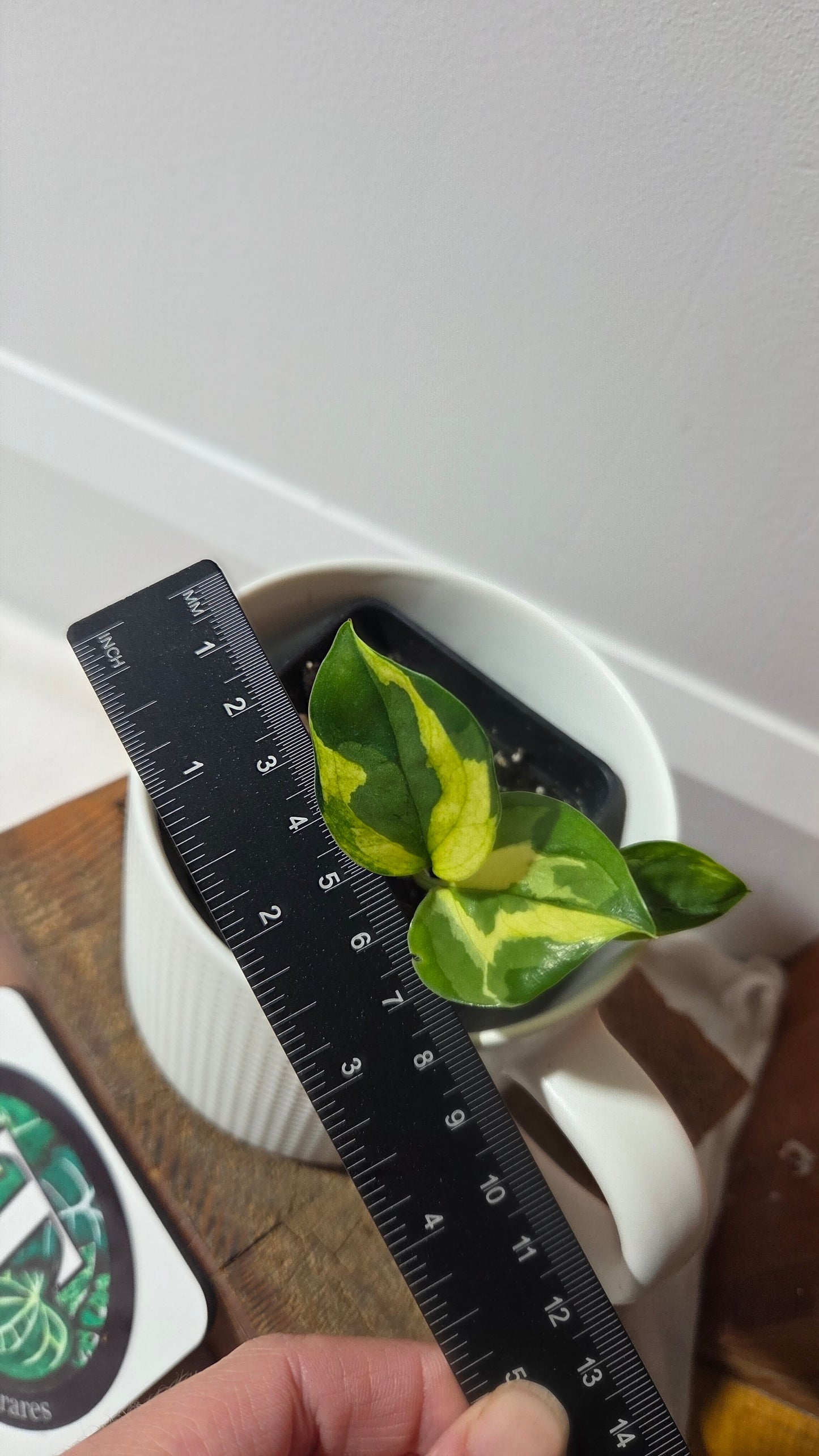 Epipremnum Lemon Meringue (EPI-228)