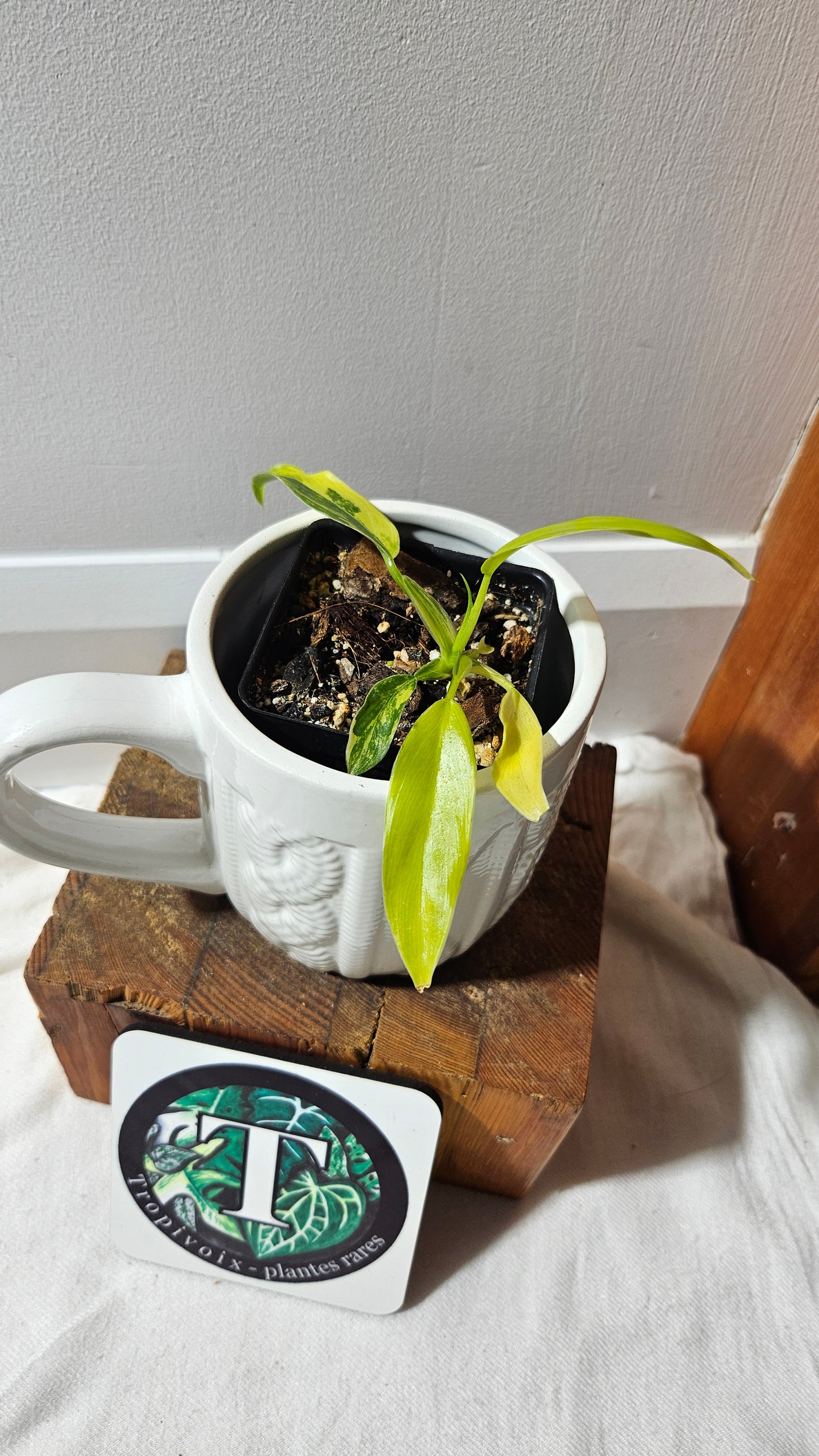 Philodendron Domesticum Variegata (PHI-912)