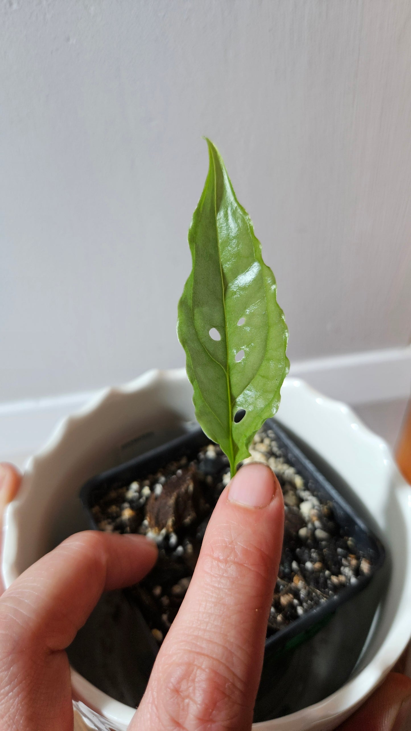 Monstera Obliqua Peru (MON-424)
