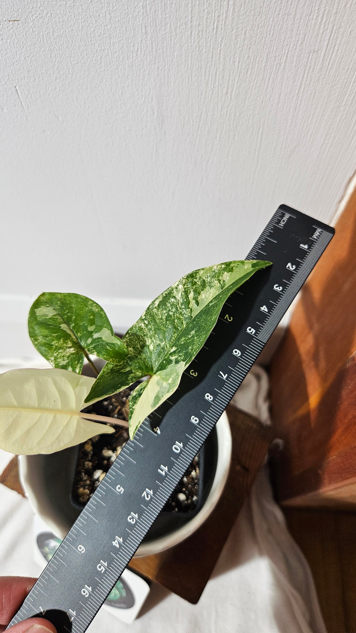 Syngonium Faustina Albo (SYN-348)