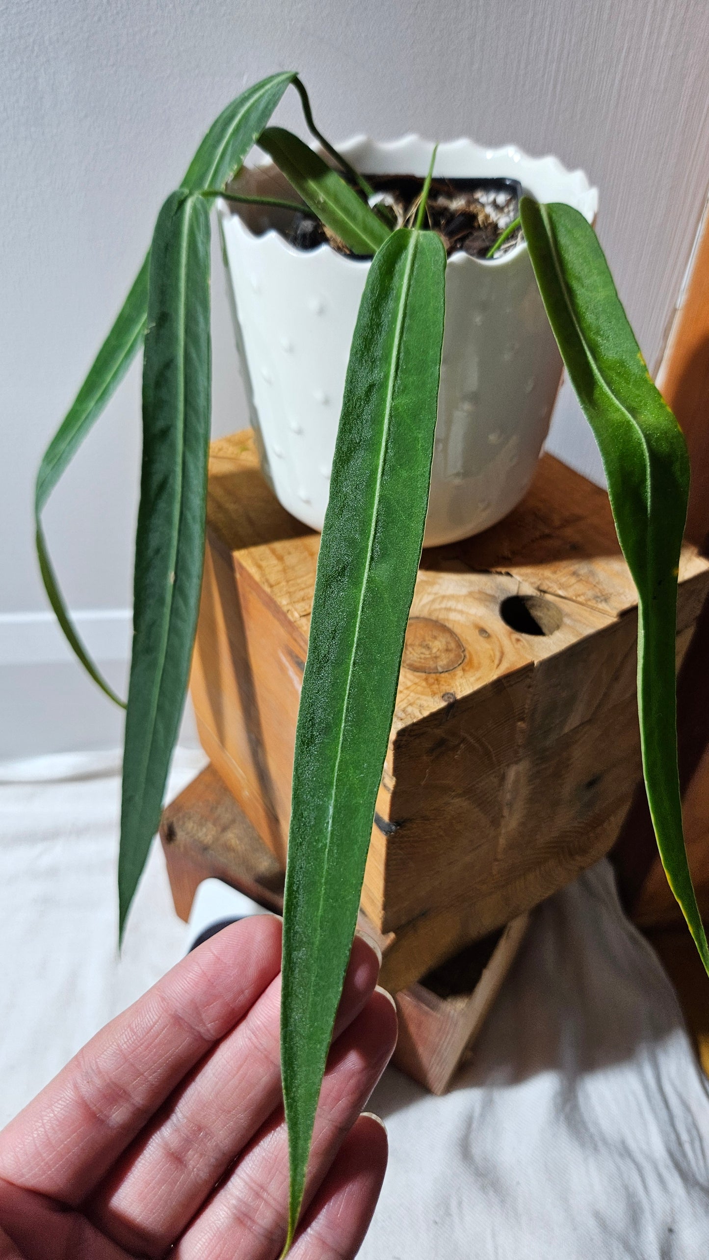 Anthurium Pallidiflorum Narrow "format MOYEN"(ANT-451)