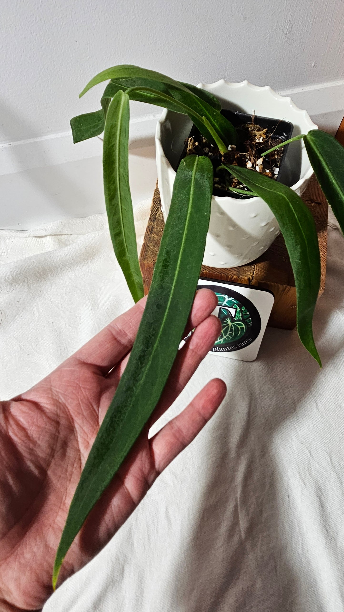 Anthurium Pallidiflorum Narrow "format MOYEN"(ANT-420)