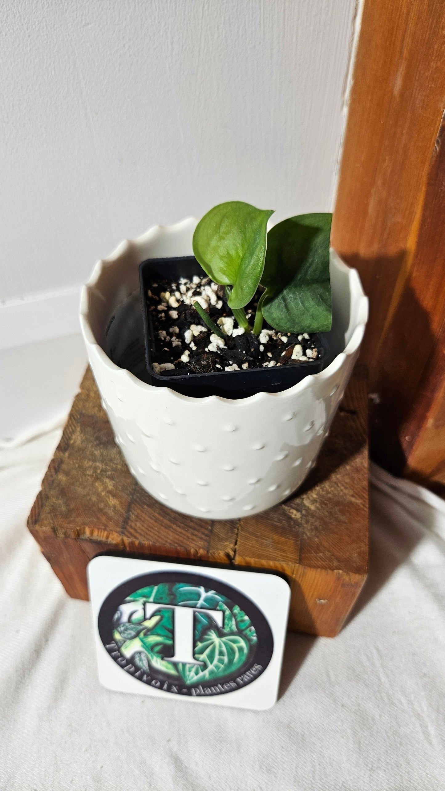 Scindapsus Dark Splash (SCI-1034)